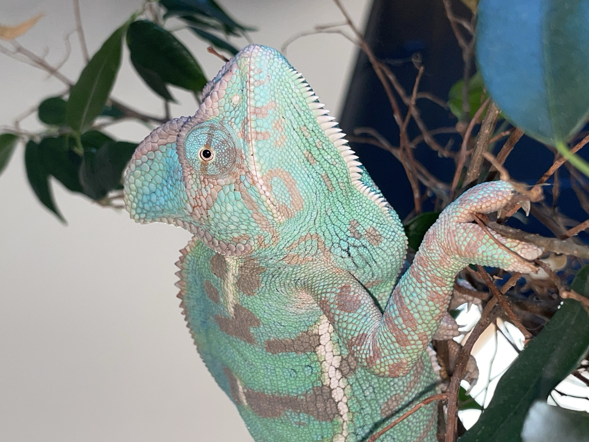 A chameleon is perched on branches of a plant. The chameleon is mostly green with some brown markings. It has a crest on its head and a row of sharp teeth along its jaw. The chameleon's eyes are visible and appear to be looking to the right. The background is a light color, possibly a wall, and some dark blue is visible at the bottom right. There is no indication of the city of Sochi, Russia, in the image.