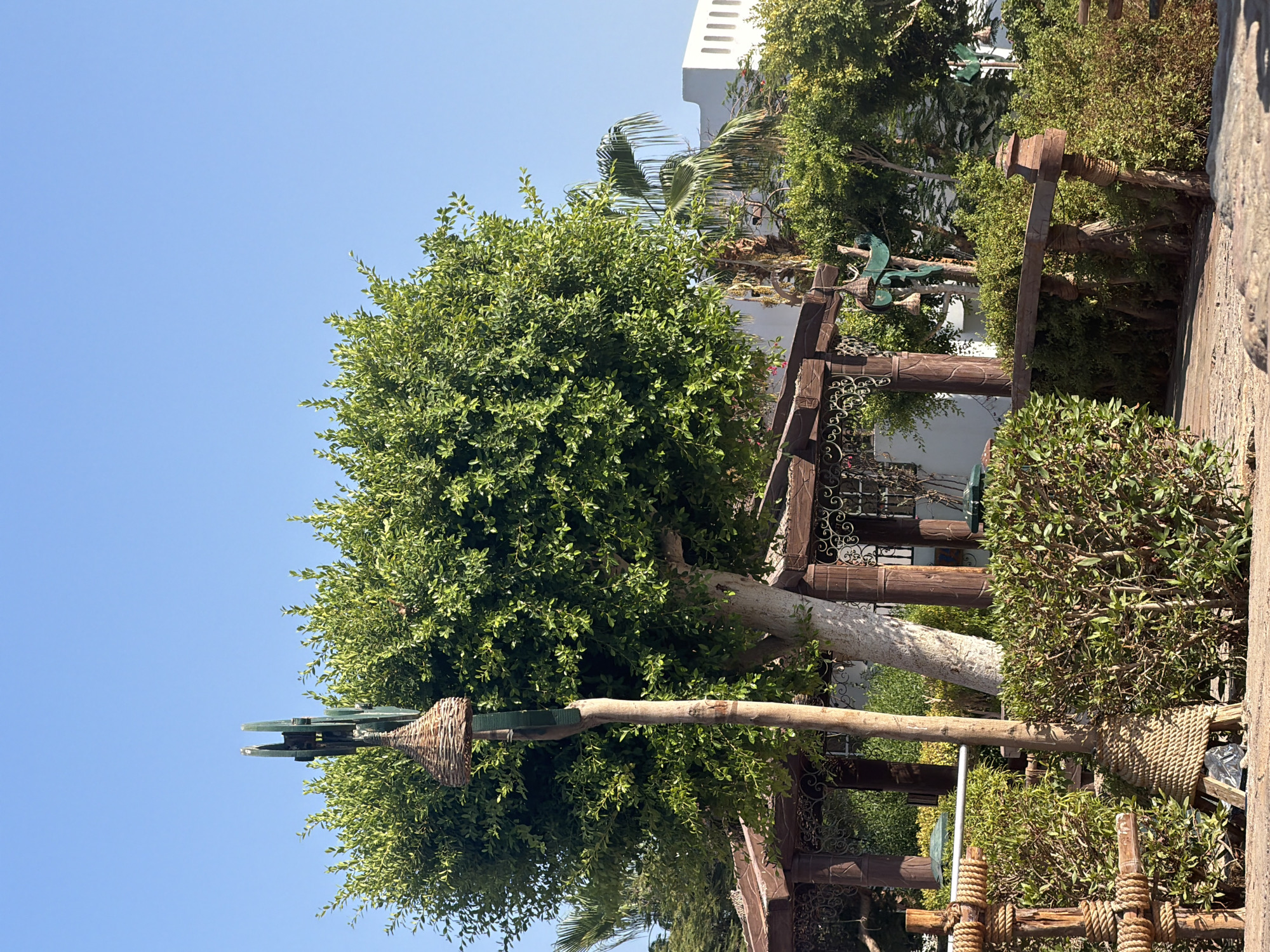 The image captures a serene outdoor scene in Sharm El Sheikh, Egypt, bathed in bright sunlight under a clear blue sky. In the foreground, a rustic pathway made of light-colored stones leads into a garden area. A low wooden fence, intricately bound with thick rope, delineates the edge of the pathway. Behind the fence, a dense hedge of green foliage forms a natural barrier.
Dominating the mid-ground is a large, lush green tree with a thick trunk. Attached to a slender wooden pole in front of the tree is a woven basket-like structure, possibly a birdhouse or decoration, suspended by what appears to be green netting. Further back, a charming wooden gazebo with carved details and ornate metalwork provides a shaded seating area. Green umbrellas are visible beneath the gazebo. Palm trees and other vibrant green trees populate the background, adding to the tropical ambiance. A white building with arched windows is visible in the far background, hinting at the presence of a resort or hotel. The overall impression is one of a well-maintained garden, designed for relaxation and enjoyment in a warm climate.