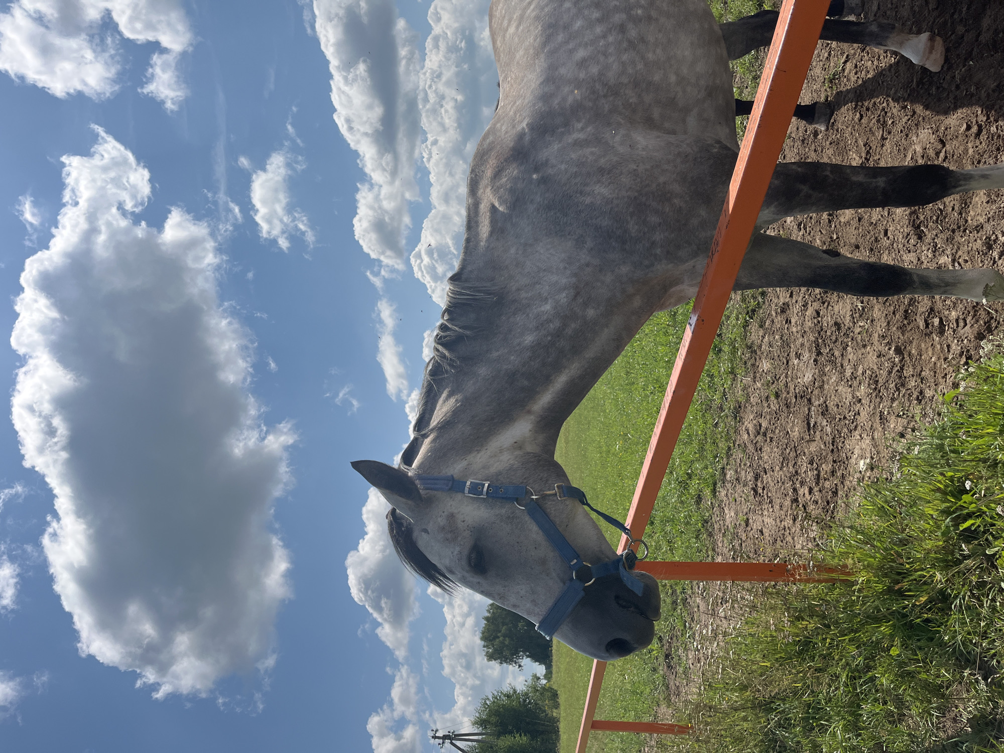 A dappled grey horse with a blue halter stands in a fenced enclosure under a partly cloudy sky. The horse is facing left, with its head lowered slightly. The enclosure has a dirt ground with patches of green grass and wildflowers. An orange metal fence runs horizontally across the middle of the image. In the background, there is a green field, trees, and a utility pole. The sky is blue with large, fluffy white clouds. The image appears to be taken outdoors in a rural setting, likely the city of Akhlebaikha (Kovriginskii S/S), Russia, given the provided location information.