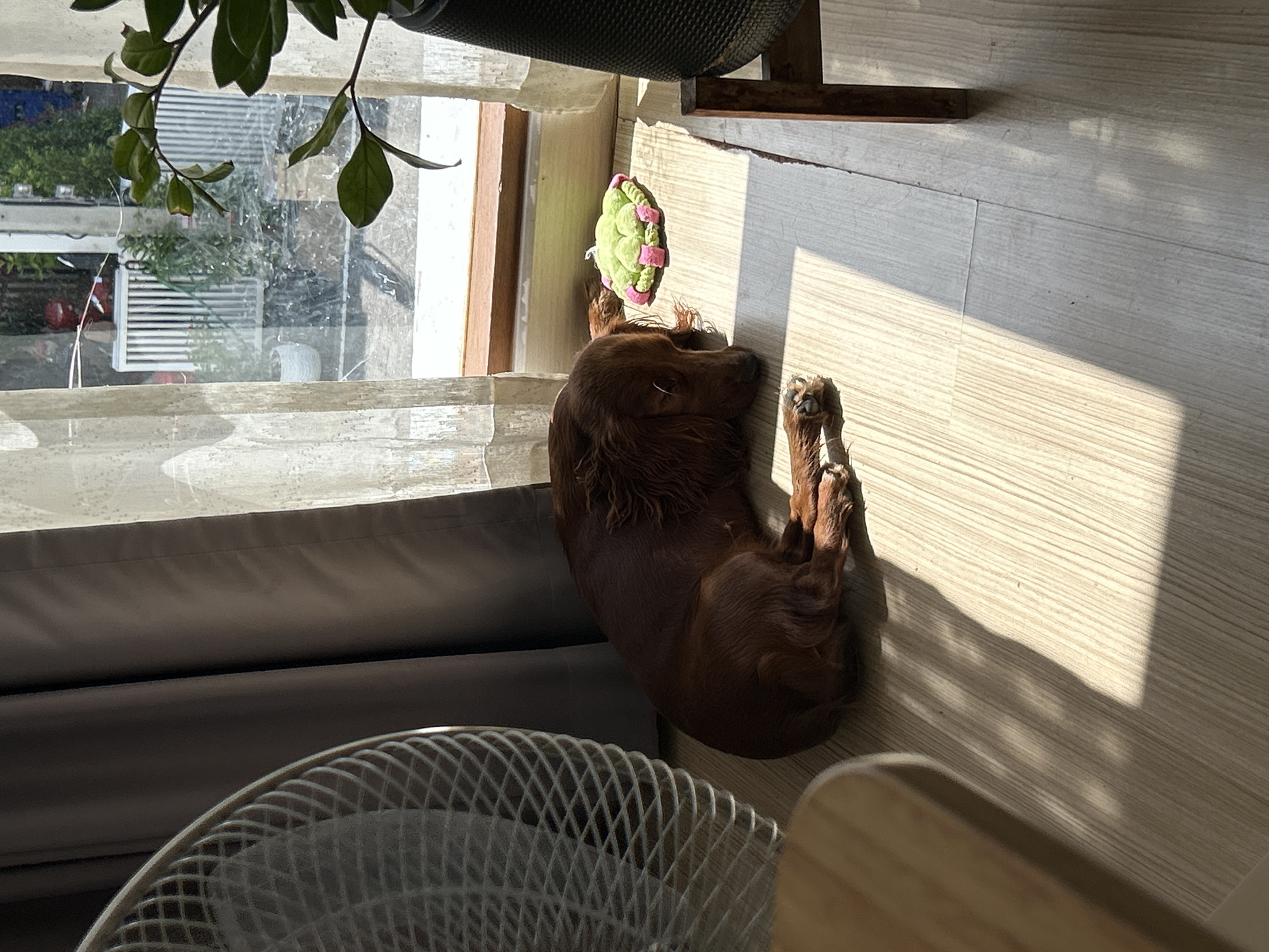 A brown dog sleeps on a light-colored, wood-grain floor in what appears to be a room in Chang Phueak, Thailand. The dog is curled up, facing the right side of the frame, with its head resting on the floor. Sunlight streams in from a window to the right, casting geometric shadows across the floor and the dog. A white fan is partially visible on the left side of the frame. A small, green and pink toy is positioned near the dog's head. A potted plant is visible in the upper right corner, and sheer white curtains hang near the window. Outside the window, a white fence and greenery are visible, suggesting an outdoor area.