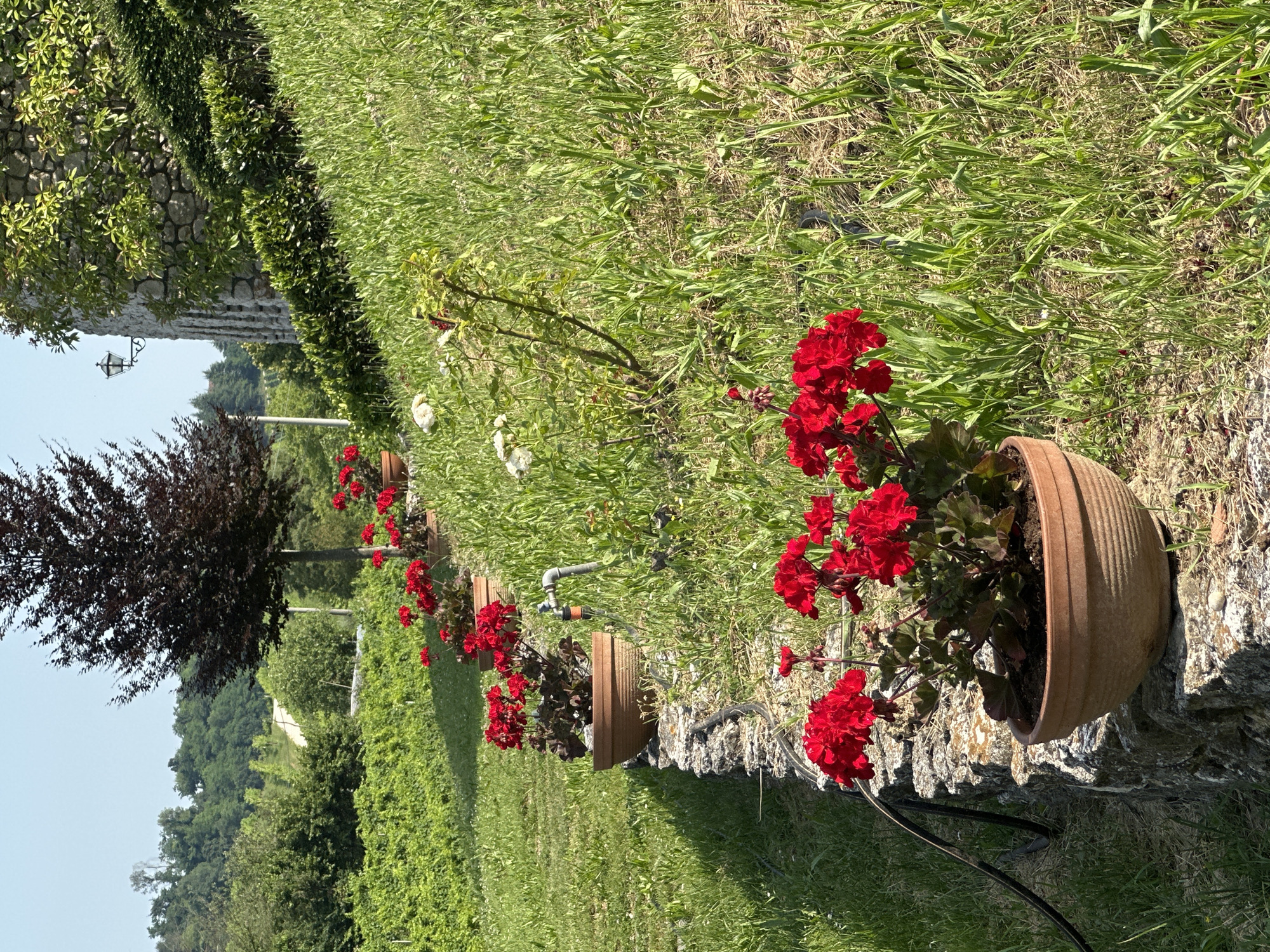 In the city of Conegliano, Italy, a sloped grassy embankment is adorned with a series of terracotta pots filled with vibrant red geraniums. The pots are arranged in a line along a low, rustic stone wall that runs parallel to the embankment. Behind the wall, a black hose is visible, likely for watering the plants. Further up the embankment, a tall, dark-leaved tree stands as a focal point, with a vintage-style street lamp attached to a stone structure on the right. The background features lush green foliage, vineyards, and a hazy distant landscape under a clear blue sky, suggesting a warm, sunny day. The scene conveys a sense of a well-maintained garden on a picturesque Italian hillside.