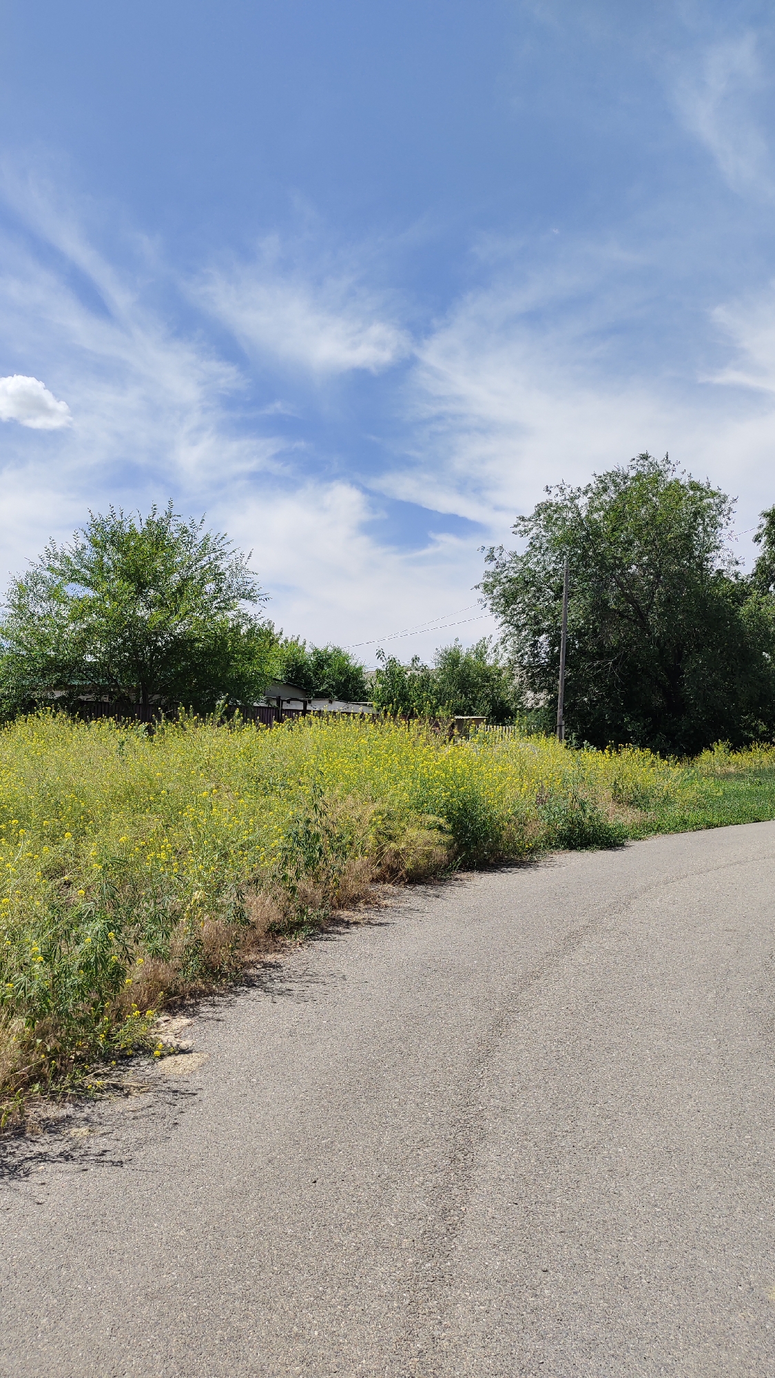 The image depicts a rural scene with an asphalt road curving to the right. To the left of the road, a dense field of yellow wildflowers and green foliage stretches out. In the background, several trees with lush green leaves are visible, some appearing to be mature. Behind the trees, a wooden fence and the rooftops of what appear to be houses are discernible, suggesting a residential area. The sky is a vibrant blue with scattered wispy white clouds. The scene is consistent with the outskirts of Taldykorgan, Kazakhstan, characterized by open natural landscapes interspersed with residential areas. There are no people or animals visible in the image, and no notable actions or interactions are taking place. The environment is natural and somewhat unkempt, with the wildflowers growing wild along the roadside.