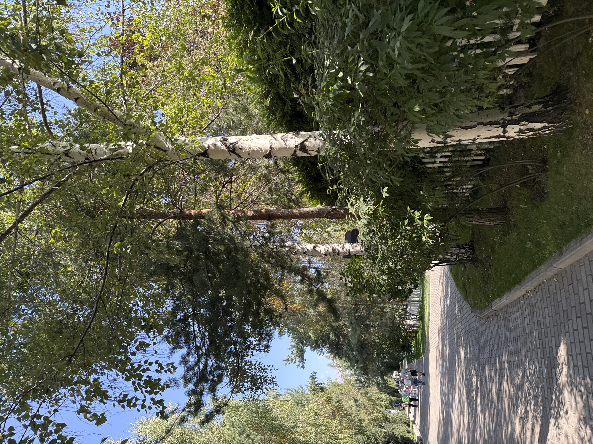 In Sary-Oy, Kyrgyzstan, a sunlit paved pathway winds through a park-like setting with mature trees. On the left, the path is bordered by a dense line of deciduous trees, casting dappled shadows. Several people are walking along the path in the distance. To the right of the path, a group of birch trees with distinctive white and black bark are prominent. A white picket fence is visible behind the birch trees, with lush green foliage growing along it. The ground is covered in grass. The sky is clear and blue.