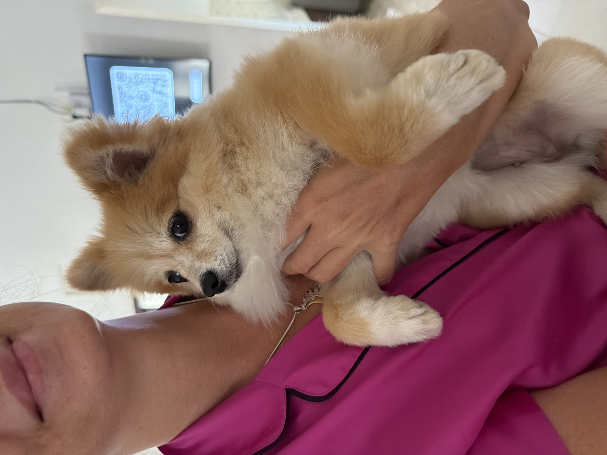 A woman is holding a small, fluffy, light brown and white Pomeranian dog. The dog is looking to the left with its ears perked up. The woman is wearing a bright pink pajama top with black trim and a silver necklace with a pendant. The background shows a wall and a television screen displaying a blue interface. The scene appears to be indoors, likely in a home.