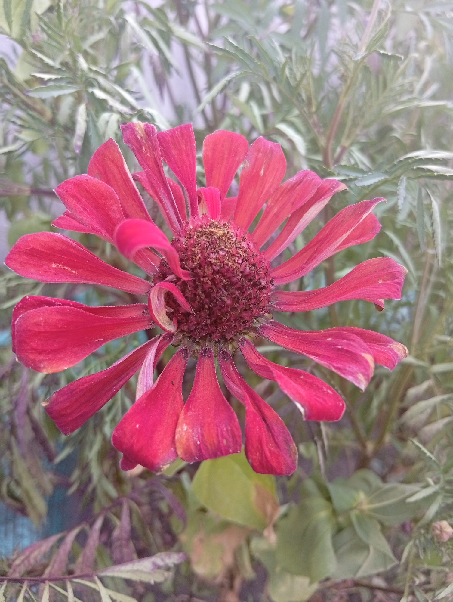An overhead shot shows a wilting, red zinnia flower with its petals curling inward. The center of the flower is dark brown and appears to be filled with seeds. The background is a blur of green and purple leaves.