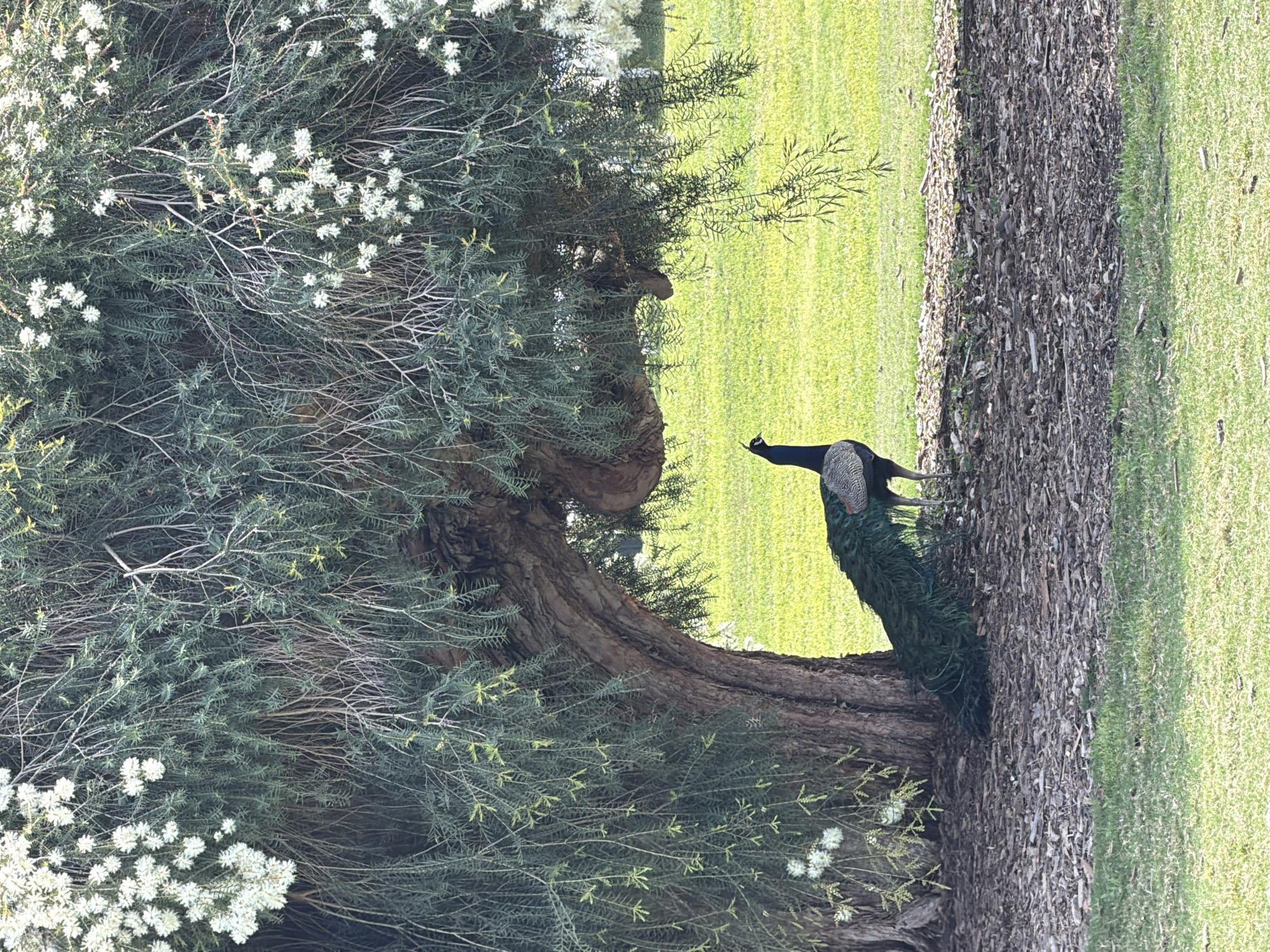 A peacock stands on the trunk of a large tree, which is surrounded by a sprawling bush with white flowers. The tree and bush are bordered by a grassy area, possibly a lawn or park. The location is the city of Arcadia, United States of America.