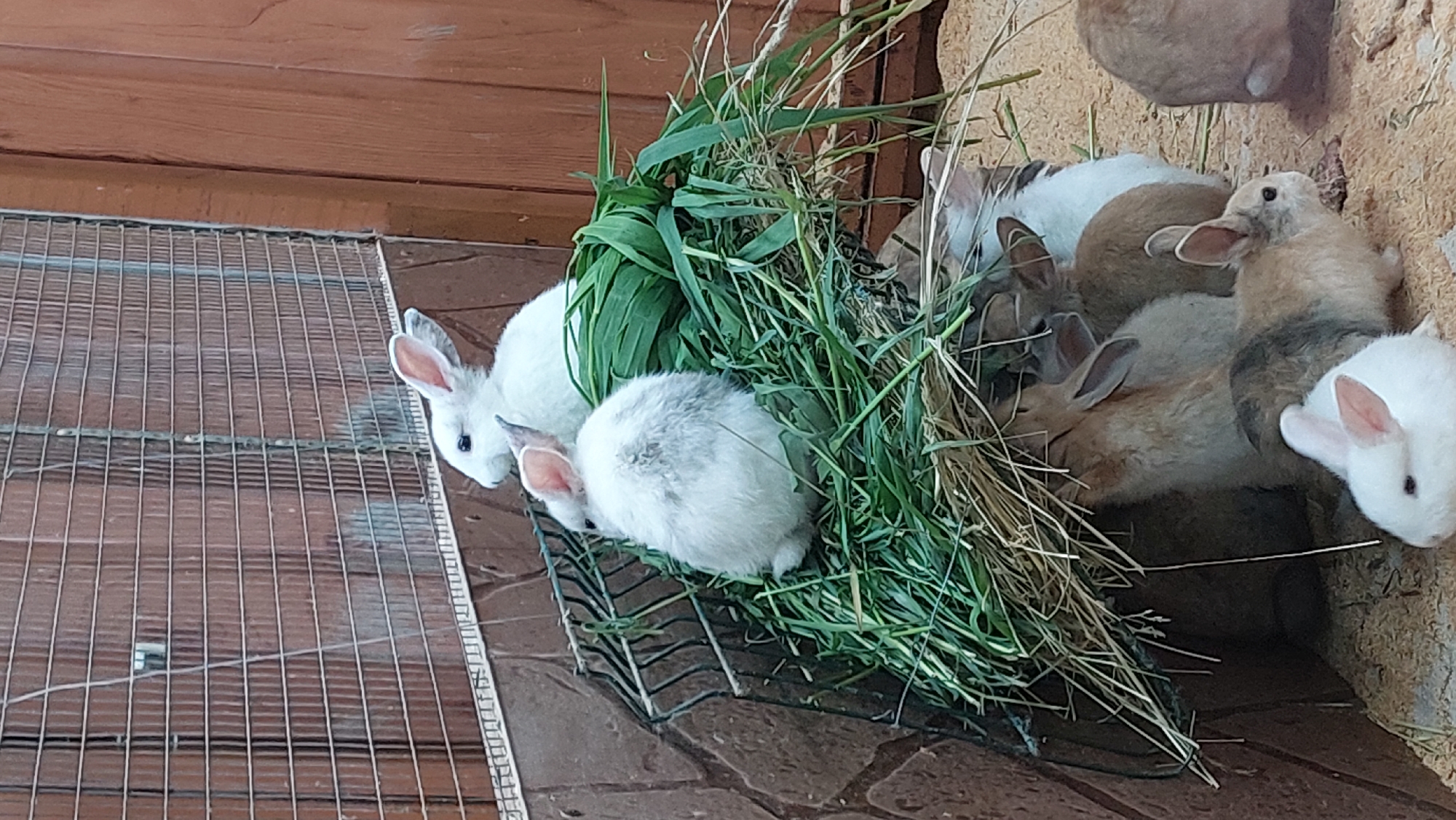 A group of rabbits of various colors and sizes are inside a cage with a wire mesh front and wooden walls. In the foreground, a white rabbit with pink ears is looking forward, and to its right is a rabbit with white and tan fur. Behind them, more rabbits are visible, including a white rabbit perched on top of a pile of hay and grass, with another white rabbit beside it. The cage floor is covered with wood shavings. The scene appears to be at an animal enclosure.