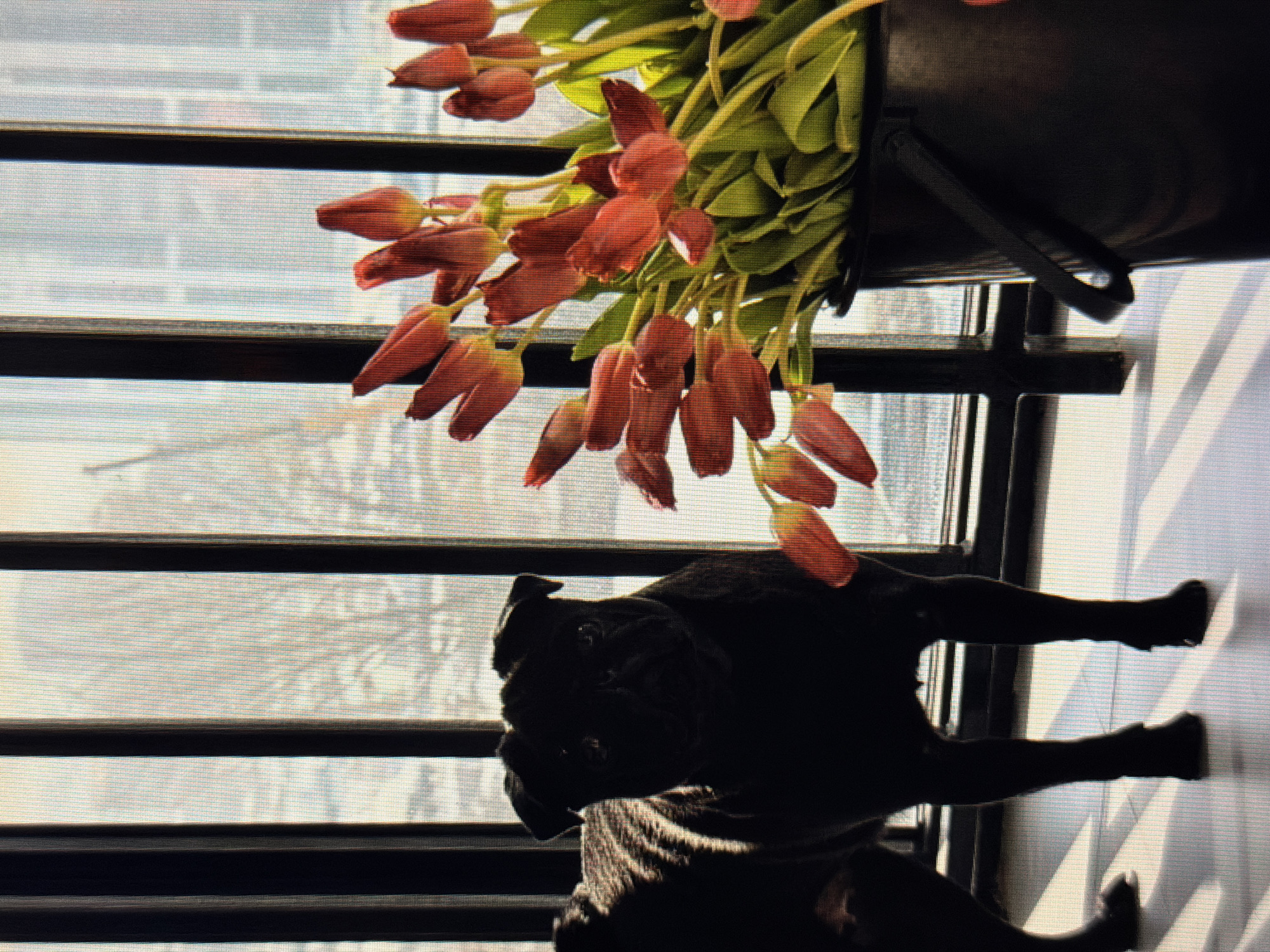 The image depicts a dark silhouette of a pug dog with its head turned towards the viewer. The pug is positioned in the foreground, with its body partially obscured by shadow, but its distinct facial features, including its wrinkled snout and wide eyes, are discernible. Above the dog, a bouquet of red tulips is visible, spilling out of a dark container. The flowers are in focus, showcasing their delicate petals and green stems. The scene is set against a backdrop of horizontal blinds, through which sunlight filters, creating striped shadows on the wall. The overall lighting suggests it is daytime, likely morning or afternoon, as the sunlight appears bright. The presence of blinds and the clear sunlight hint at an indoor setting, possibly a home or apartment, near a window. The pug's gaze, coupled with the colorful flowers, creates a sense of warmth and domesticity, despite the stark contrast between the dark silhouette and the bright background. There is no visible text in the image.