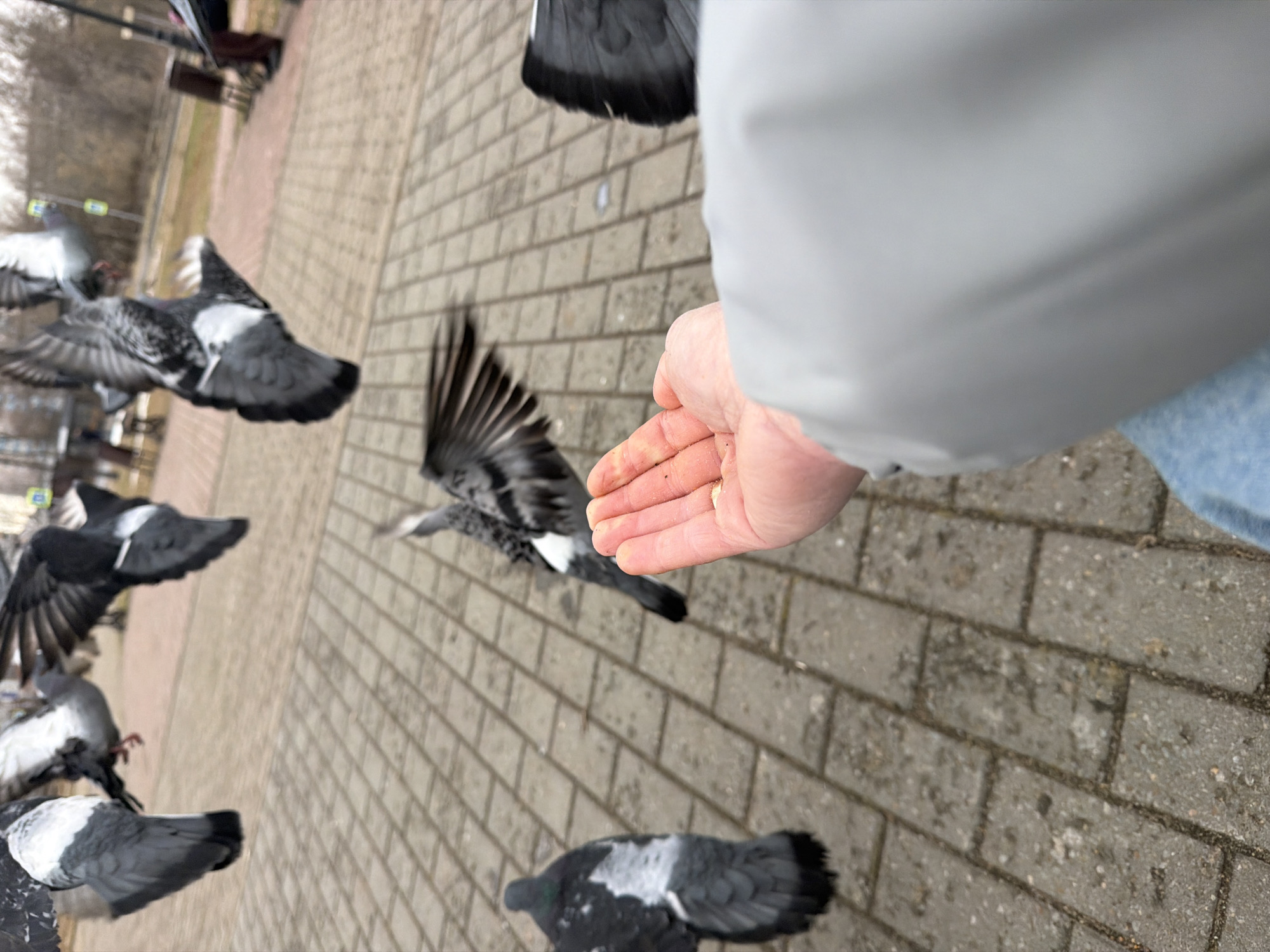 The image shows a person's hand outstretched, palm up, presumably holding food, as several pigeons fly around and near the hand. The setting appears to be an outdoor public area, with a brick or paved surface underfoot. The background includes blurry hints of trees and benches, indicating a park or similar urban space. The perspective is from the point of view of the person with the outstretched hand. The area is Chaikovsky, Russia.