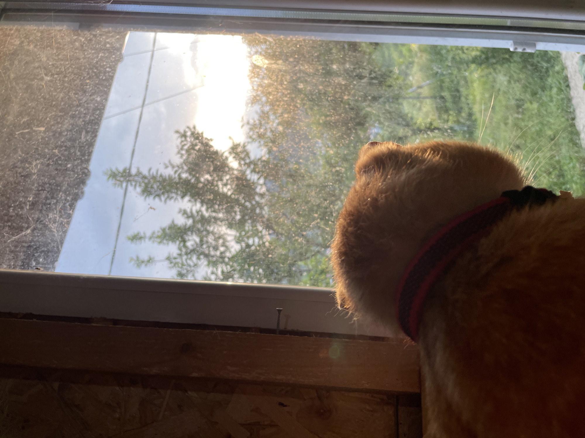 An orange domestic cat, viewed from behind, sits by a window and looks out. The cat wears a dark collar with a red stripe. Its fur, especially around the head, is illuminated by warm, bright sunlight streaming through the window. The interior setting appears rustic, with a wooden window sill and what looks like OSB (Oriented Strand Board) paneling below the window. A single screw is visible in the wooden sill.
The window glass is notably dusty and dirty, with visible particles and streaks. Through the window, the outside scene reveals lush green foliage, likely trees or bushes, under a bright sky. The intense, low-angle sunlight suggests either early morning or late afternoon (golden hour). The cat appears intently focused on the outdoor view, possibly observing something or simply enjoying the sunlight. The scene depicts a quiet moment of observation in a rural or natural setting, likely in Zlatograd, Bulgaria, given the provided context. There is no visible text in the image.
