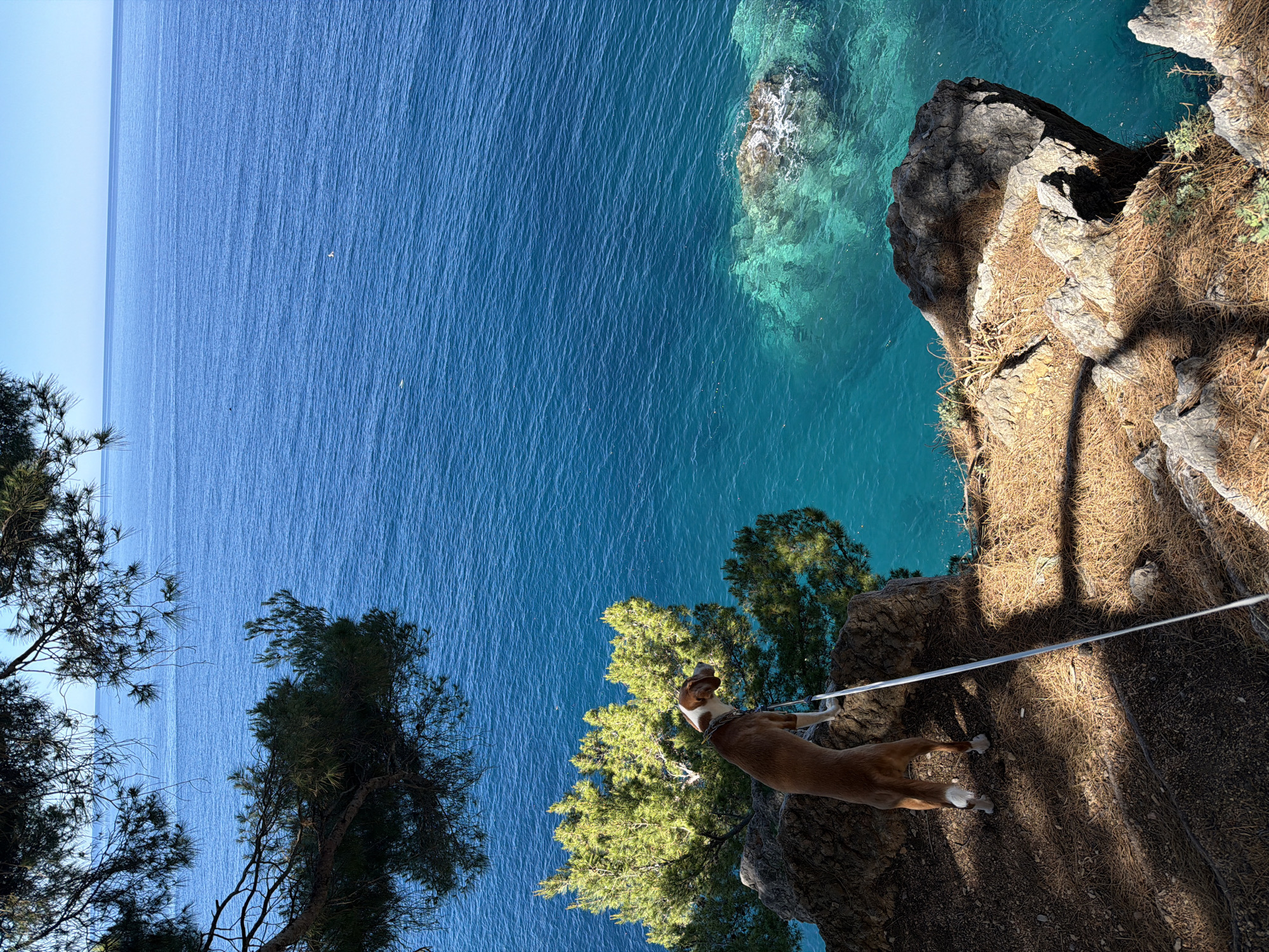 A landscape photograph depicts a dog on a cliff edge in Petrovac centar, Montenegro. The dog, primarily brown with white paws and chest, is leashed and stands near a cluster of trees on the cliff. Below the cliff, the Adriatic Sea stretches to the horizon. The sea is a mix of deep blue and turquoise near the cliff edge. A rocky outcrop is visible just offshore. The cliff itself is covered in dried pine needles and vegetation. The overall scene presents a natural coastal environment.