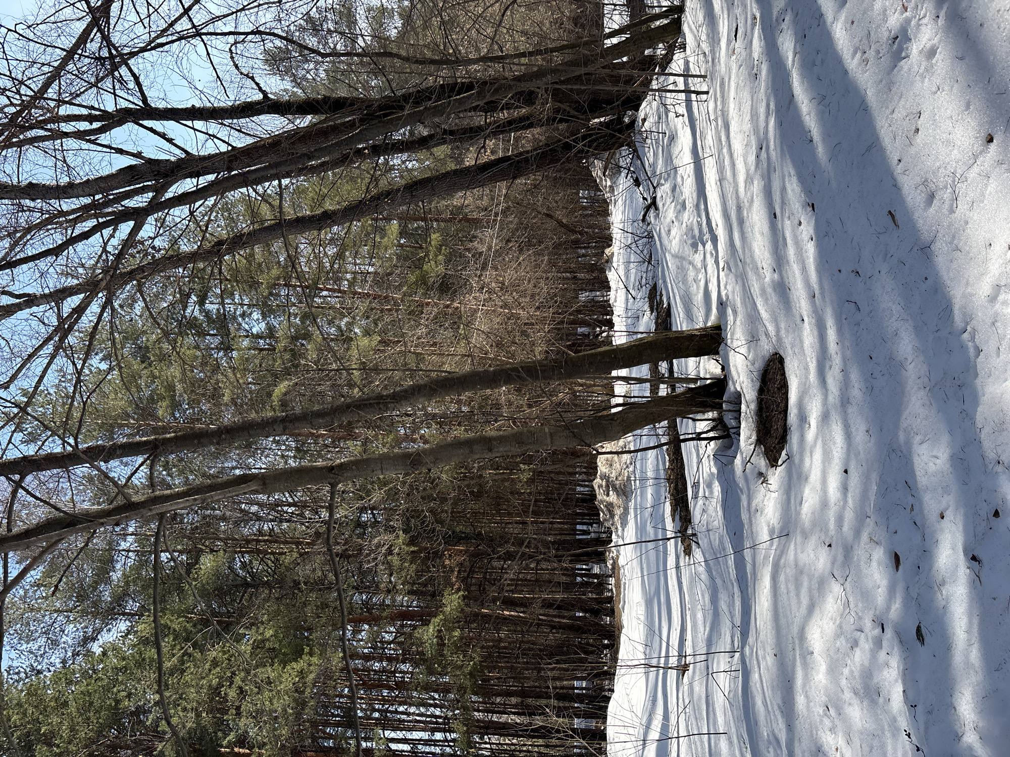 The image depicts a winter scene in a forest or wooded area. Snow covers the ground, and the trees are largely bare of leaves, indicating a cold season. The presence of coniferous trees suggests a boreal or temperate forest. Sunlight creates shadows across the snow-covered ground. There is no visible sign of people or animals. Given the prompt's mention of the city of Chaikovsky, Russia, the scene is likely located in a forest or wooded area in or near that city.