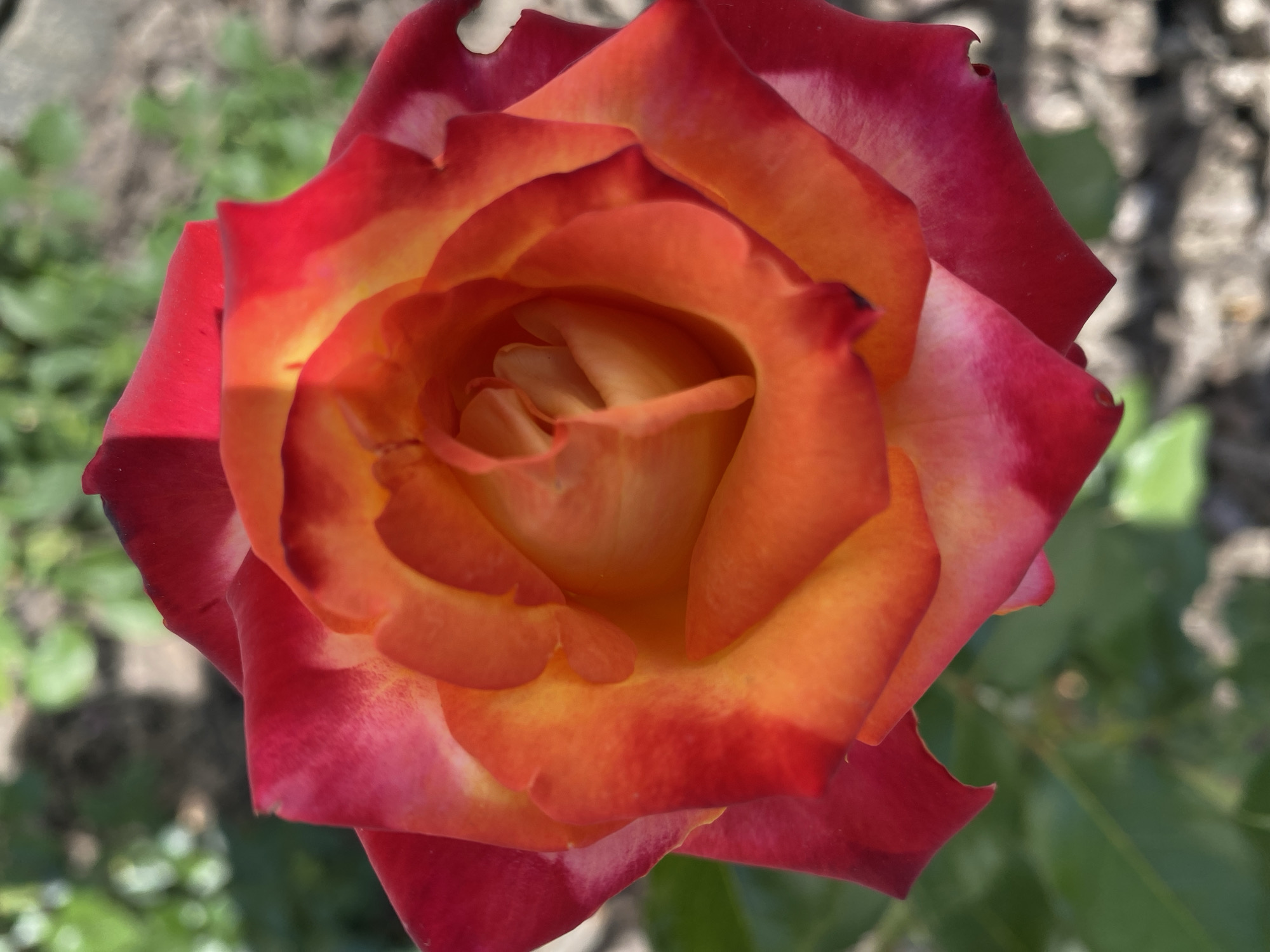 A close-up shot focuses on the center of a vibrant bicolor rose, exhibiting a gradient of colors. The innermost petals are a soft yellow and peach, transitioning outwards to a fiery orange, and then to a deep crimson red at the edges. The petals display subtle variations in texture and shape, with some appearing velvety and others slightly ruffled. The background is softly blurred, revealing hints of green foliage and a textured ground surface, suggesting an outdoor garden setting. The lighting appears to be natural daylight, casting a warm glow on the rose. The location of the scene is Unknown, Unknown.