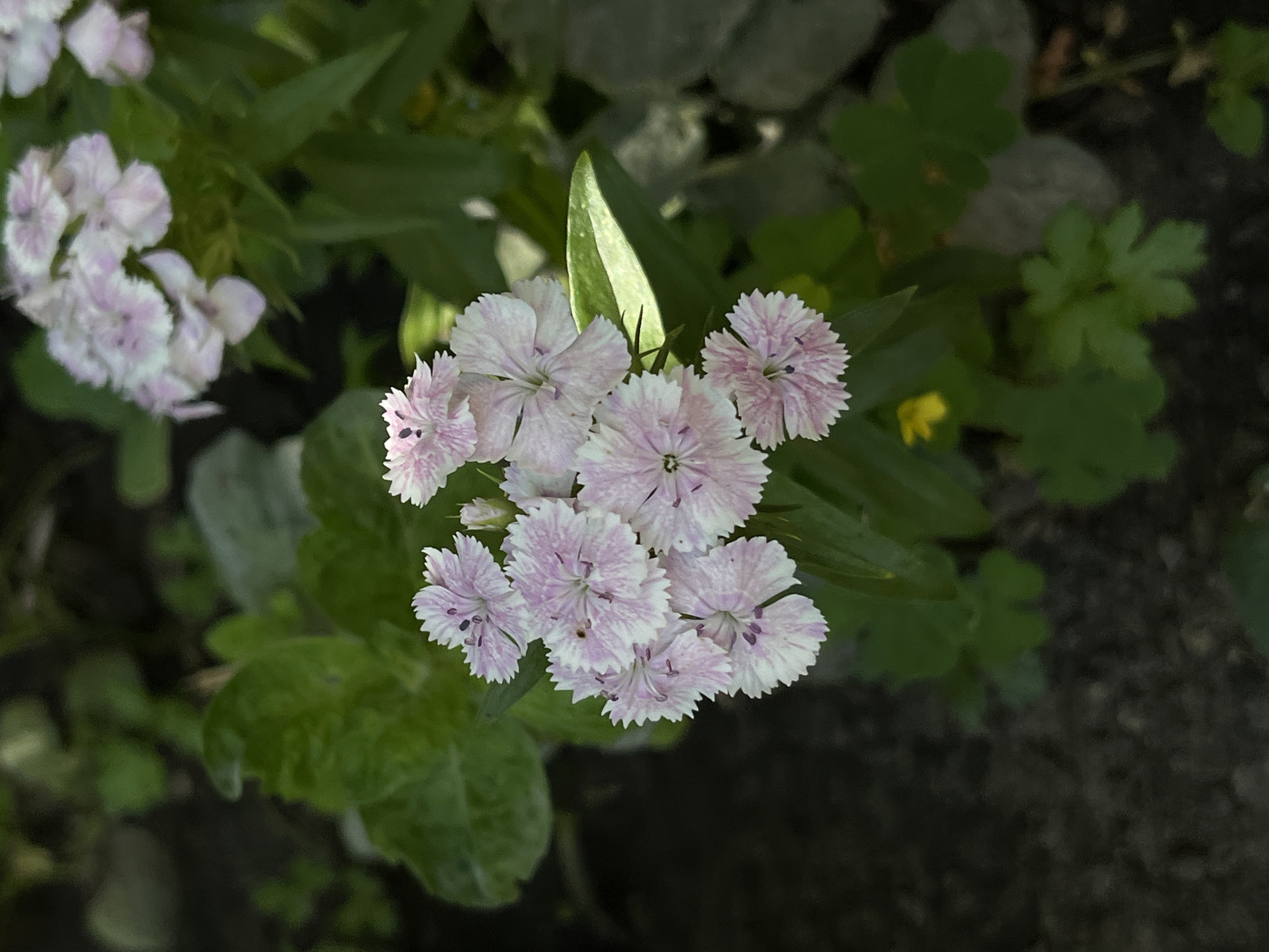 This is a close-up, eye-level, outdoor shot of a cluster of pink and white dianthus flowers. The flowers have serrated petals and dark centers. They are surrounded by green foliage and dark soil. The lighting suggests it is daytime, with some dappled sunlight. The image lacks any specific landmarks or identifiers to pinpoint its location within the city of Lviv, Ukraine. There are no people or animals visible in the frame.