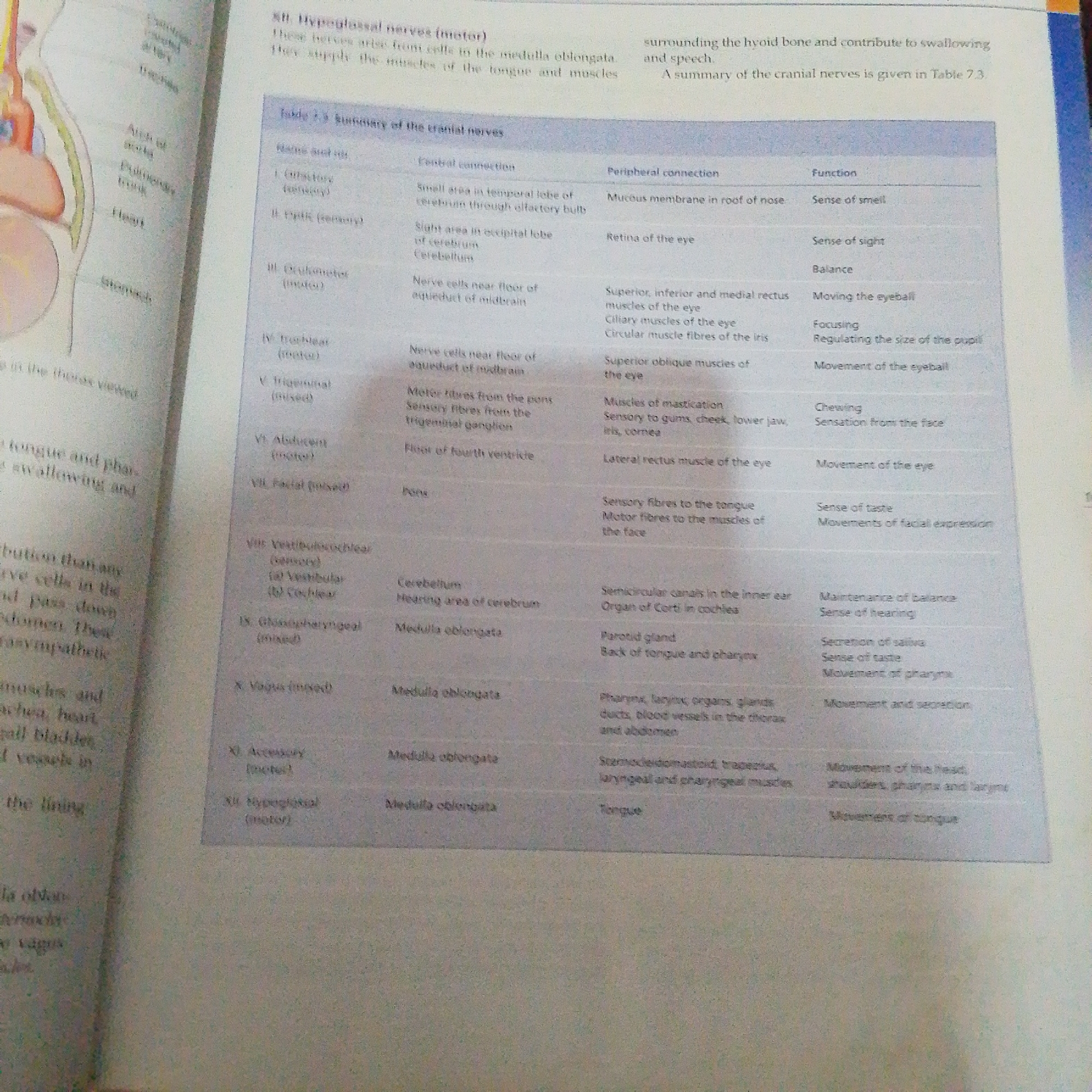 The image is a close-up shot of an open book, displaying text and a table summarizing cranial nerves. The table has columns for "Name and no.", "Central connection", "Peripheral connection", and "Function". Several cranial nerves are listed, with details about their origin, distribution, and function. The text above the table discusses hypoglossal nerves and their role in swallowing and speech. The page is a light cream color, and the text is in black. The image is well-lit, and the text is legible, although some areas are slightly out of focus. There is no information within the image that relates to Jalingo, Nigeria.