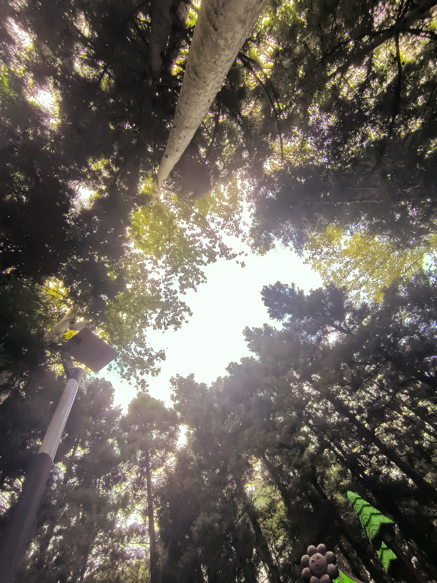 The image is a low-angle shot looking up into the canopy of tall trees, with a bright sky visible through the branches. In the foreground on the left, a tall, slender street lamp is visible, with a rectangular sign attached to its top. The lamp post is dark brown at the bottom and transitions to a lighter, metallic color higher up. The trees are a mix of dark green foliage and lighter green leaves, with sunlight filtering through them, creating a dappled effect. In the lower right corner, there are two decorative elements: a brown, flower-shaped object with a face and a bright green, conical object that appears to be part of a larger decorative structure. The overall setting suggests an outdoor urban park or garden area, possibly in Batumi, Georgia, given the context.