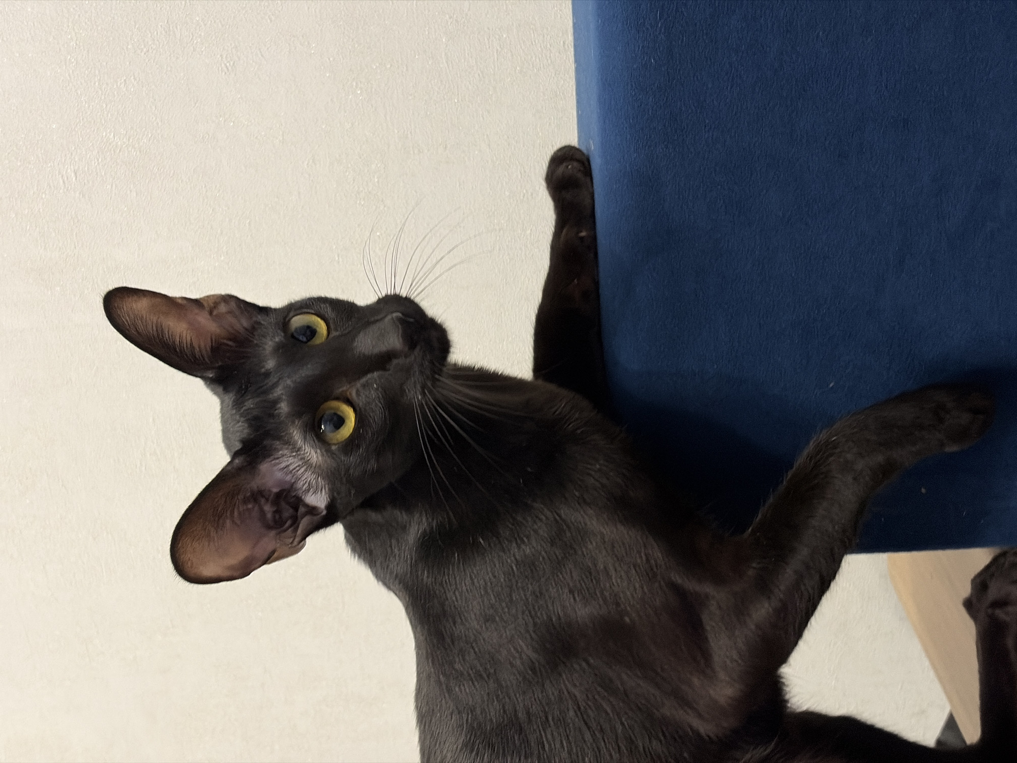 A sleek, black Oriental Shorthair cat with large, erect ears and striking yellow eyes is perched on the edge of a deep blue upholstered surface. Its body is mostly visible from the side, with its head turned towards the viewer. One of its front paws rests on the blue surface, while another foreleg is extended, touching the surface below. The background consists of a textured off-white wall. The cat's glossy fur reflects the ambient light. No specific location in Chaikovsky, Russia is identifiable from the image.