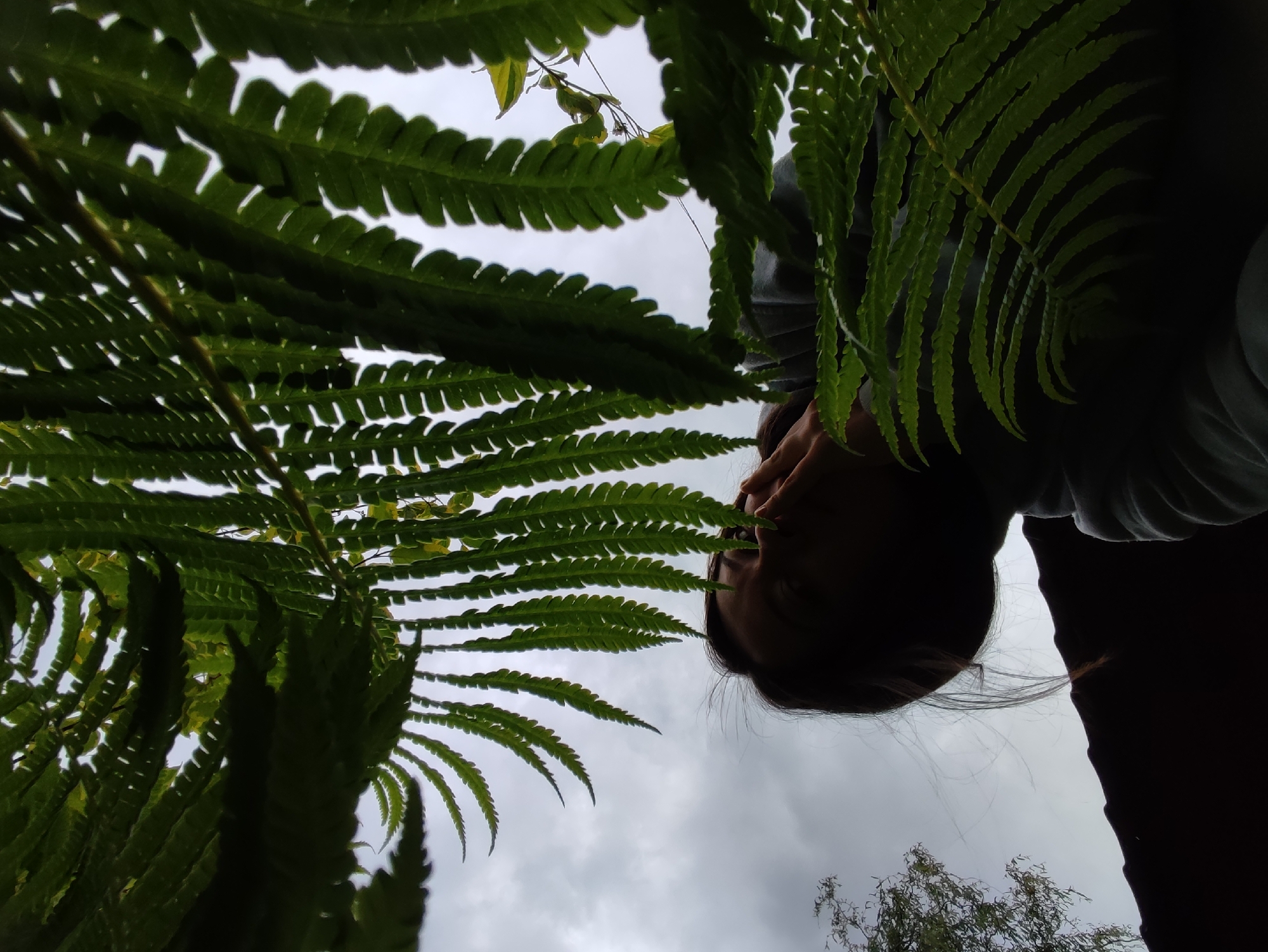The image presents a low-angle perspective looking upwards through abundant, dark green fern fronds against an overcast sky. The large, pinnate fern leaves dominate the foreground and midground, creating a natural canopy.
On the right side of the frame, partially obscured by the fern foliage, is a person, likely a woman, seen from below. Her dark hair falls around her head, and her face is mostly shadowed, with one hand raised towards her chin or mouth, further obscuring her features. She appears to be looking up or observing her surroundings through the leaves. Her upper body is visible, dressed in what appears to be a light-colored top or jacket.
The sky is a uniform light grey, indicating an overcast or cloudy day. In the bottom right corner, silhouetted against the sky, are the bare branches and sparse leaves of a distant tree, confirming an outdoor, natural setting. The overall impression is one of quiet observation or contemplation within nature. There is no visible text in the image. The location context provided is Фоки, Russia.