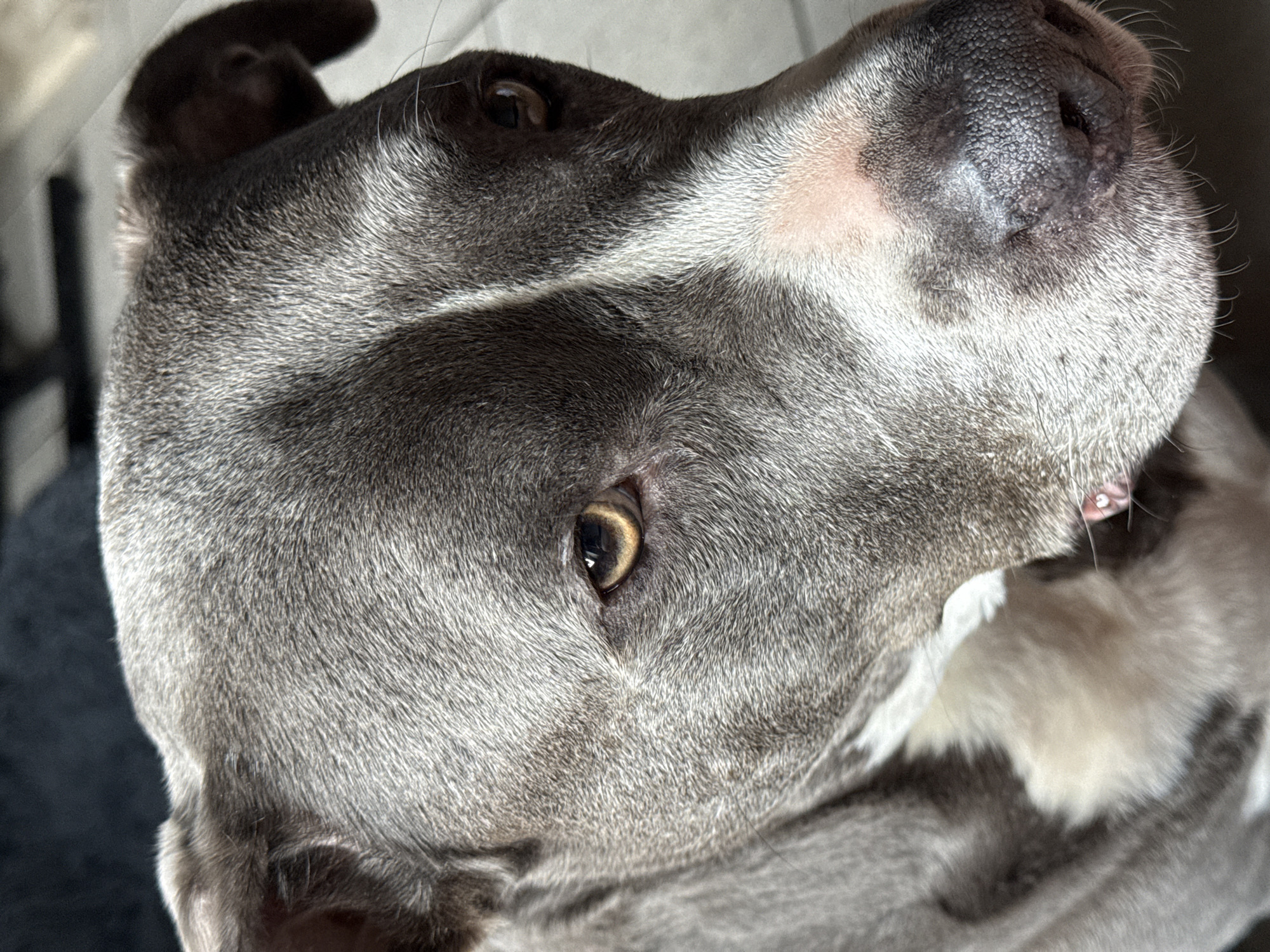 The scene, set in Esch-sur-Alzette, Luxembourg, captures a close-up, eye-level portrait of a domestic canine, likely a Staffordshire Bull Terrier or similar Pitbull-type breed. The animal exhibits short, dense fur, predominantly slate grey/blue in color, with prominent white markings on its chest and a distinct white blaze extending down its forehead and muzzle. Its eyes are amber-brown with round, dark pupils, reflecting a light source from the upper left. The dog's nose is dark and textured, with a patch of pinkish skin visible on the bridge of its snout, surrounded by the white fur of the blaze. Short, light-colored whiskers are visible on its muzzle. The ears, which appear to be naturally floppy, are partially visible at the top of the head. The dog is looking directly towards the viewer with a calm expression, its head slightly turned to the right. The background is out of focus, presenting indistinct areas of light and shadow, suggesting an indoor environment with ambient light.