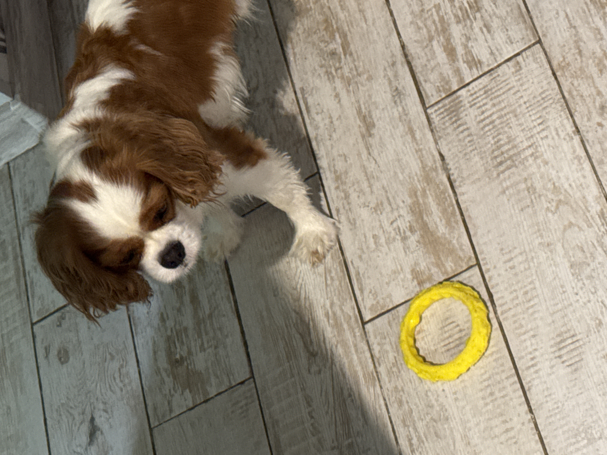 A Cavalier King Charles Spaniel dog, predominantly brown and white, stands on a light-colored wooden floor. The dog is looking down and slightly to the left. In front of the dog, on the floor, is a bright yellow ring-shaped dog toy. The floor is composed of planks with a wood-grain texture. A shadow is cast on the floor from the dog and its toy, indicating overhead lighting. The overall setting appears to be indoors.