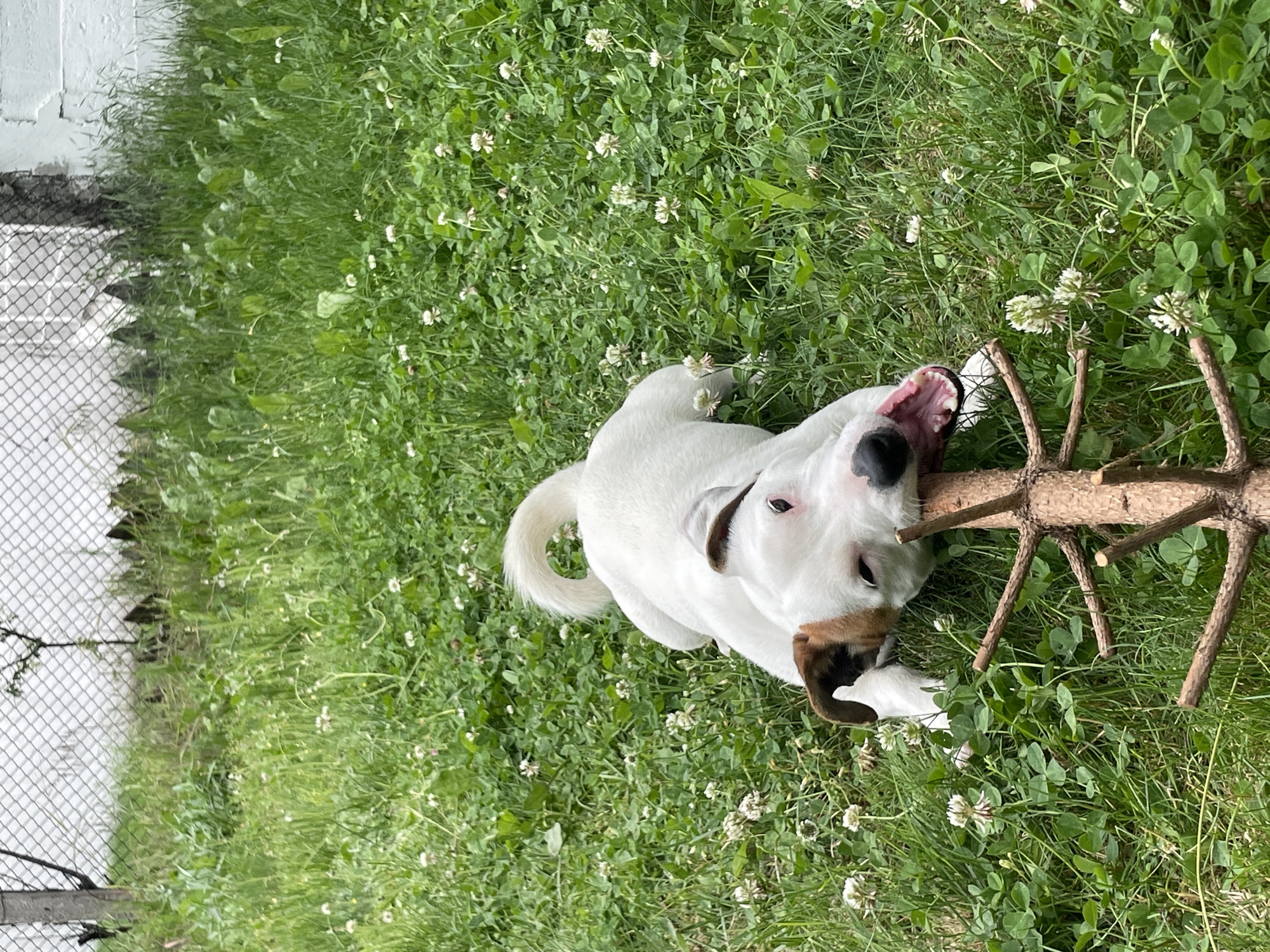 A white dog with brown markings on its head and ears is lying on its back in a grassy yard, chewing on a stick. The dog's mouth is open, and its teeth are visible. The yard is covered in green grass and small white flowers, likely clover. In the background, a chain-link fence and a white building are visible. The scene appears to be in Velingrad, Bulgaria.