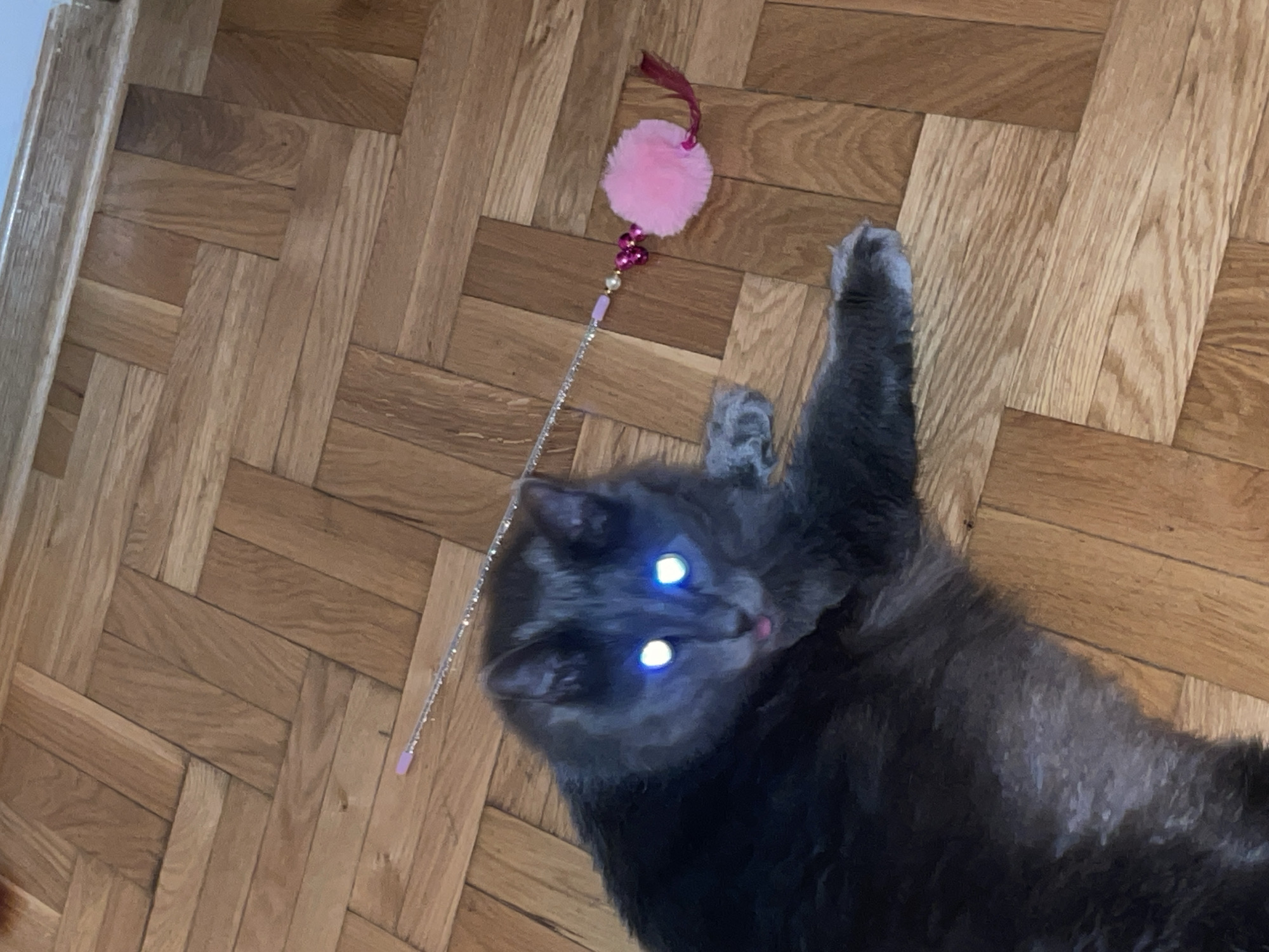 A gray cat lies on its back on a hardwood floor with a herringbone pattern. A cat toy, consisting of a pink pom-pom and a sparkly wand, is positioned above the cat's head. The cat's eyes are glowing due to the camera flash. The location is unknown and unrelated to Boreti, Montenegro.