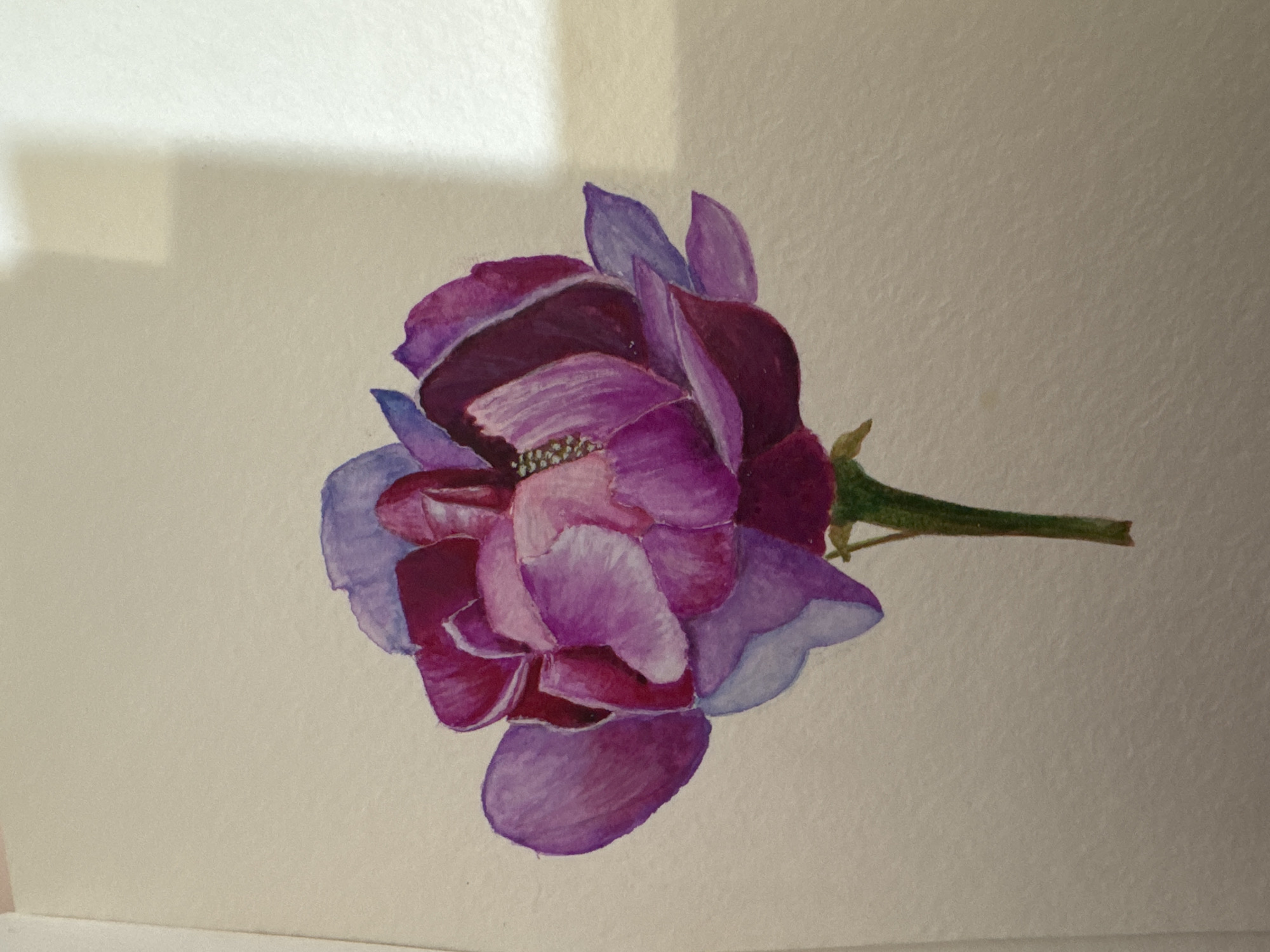 The image shows a watercolor painting of a single, open pink and purple rose with a green stem. The background is a plain, light-colored surface, likely paper. There is a shadow cast on the upper right side of the background, indicating a light source from that direction. The rose is detailed, with visible brushstrokes and subtle variations in color and shading to depict the delicate petals. The stem is rendered with a gradient of green, darker at the base and lighter towards the flower. There are no people, animals, or other objects visible in the image. The painting is presented in a straightforward manner without any context suggesting a specific location in Mikhaylovsk, Russia, or any other geographical area.