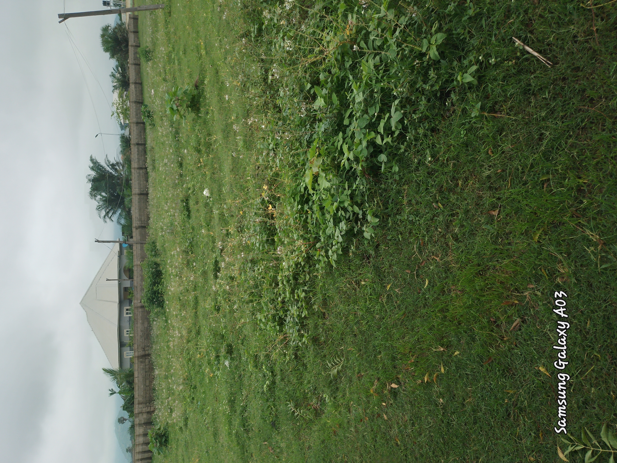 The image depicts a vacant lot with overgrown grass and scattered small white flowers. A low concrete block wall runs horizontally across the middle ground, behind which a single-story house with a light-colored, gabled roof is visible. The house has several windows and appears to be set back from the wall. Palm trees and other vegetation are present behind the house. In the far background, mountains can be seen under a cloudy sky. A wooden utility pole with wires is situated on the right side of the image. The foreground is dominated by a grassy area with some fallen leaves. The bottom left corner of the image has a watermark that reads "Samsung Galaxy A03". The scene is located in Doka-Tofa, Nigeria.