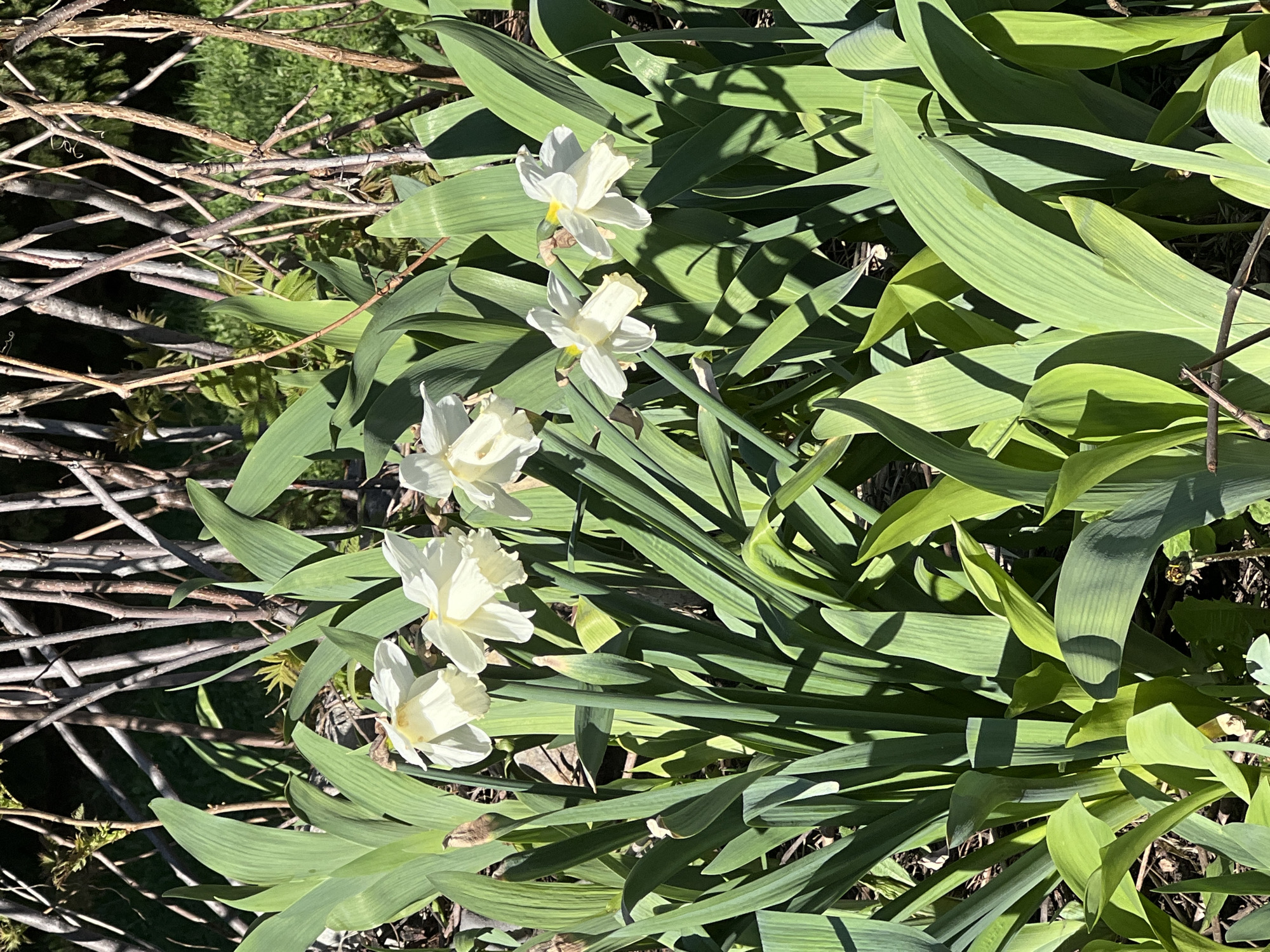 The image shows a close-up of a patch of daffodils growing near a pile of small, dried branches. The flowers are white with yellow centers, and they are surrounded by green leaves. The scene is in bright sunlight. Based on the location information provided, the photo was taken in or near Sanatoriya Yumatovo Imeni 15-Letiya Bassr, Russia.