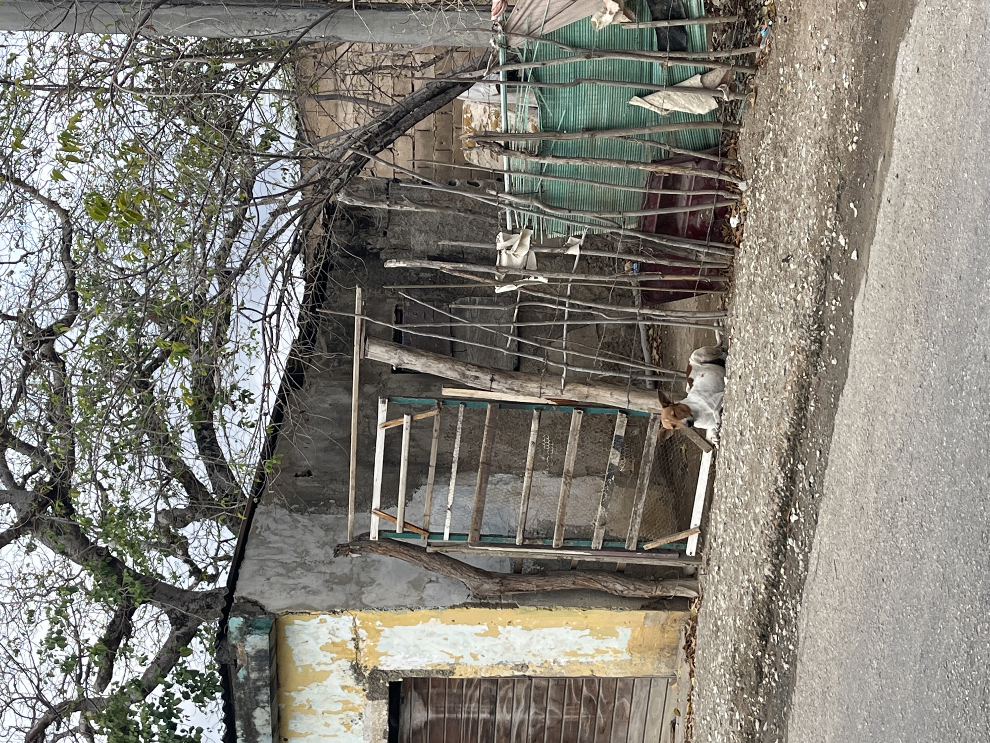 This daytime image, taken in Juan Griego, Venezuela, captures a quiet street scene featuring a small dog, makeshift structures, and a large tree under an overcast sky.
In the foreground, a small, white and brown dog with short fur is partially visible on the right, standing on a gravel shoulder. Its head and upper body are seen above some low, branch-like fencing, peering towards the left. To the dog's right, a paved road surface is visible, running horizontally across the bottom-right of the frame.
Behind the dog and extending across the middle ground is a series of improvised structures. A fence made of numerous thin, horizontally placed branches or sticks, tied together, forms a barrier. Behind this fence, a green corrugated metal sheet, possibly serving as a roof or wall, is visible, along with some draped fabric or tarpaulin. Further to the left, a concrete building shows signs of wear, with peeling yellow paint on its lower portion and bare, grey concrete above. A simple, weathered wooden door is seen at the base of this building. Above the door and integrated into the wall or adjacent structures, there's a wooden ladder-like frame or scaffolding, made of rough planks.
Dominating the left side of the scene is a large, mature tree with extensive, gnarled branches. While many branches are bare, some clusters of small, green leaves are visible, suggesting it might be partially deciduous or in a transition phase. The light, cloudy sky is visible through its canopy.
The overall impression is one of an unpretentious, possibly rural or semi-urban environment, characterized by functional, constructed elements and the presence of nature. There are no people visible, and no discernible text is present in the image.