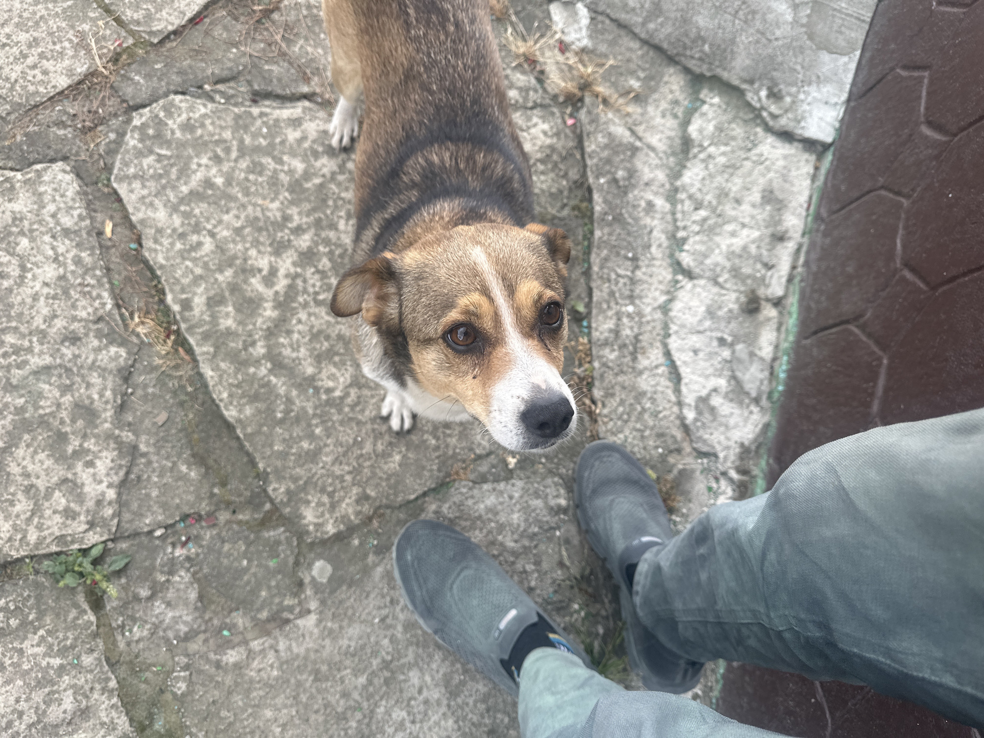 In Makiv, Ukraine, a medium-sized dog with brown and black fur stands on a cracked concrete surface, looking up at the camera. The dog has alert brown eyes and a white marking on its snout. To the left of the dog are the legs of a person wearing gray pants and dark gray shoes. The ground is a mixture of gray flagstones and darker, hexagonal pavers. Some small green plants are growing in the cracks between the flagstones, and dried leaves and debris are scattered on the ground. The lighting suggests it is daytime.