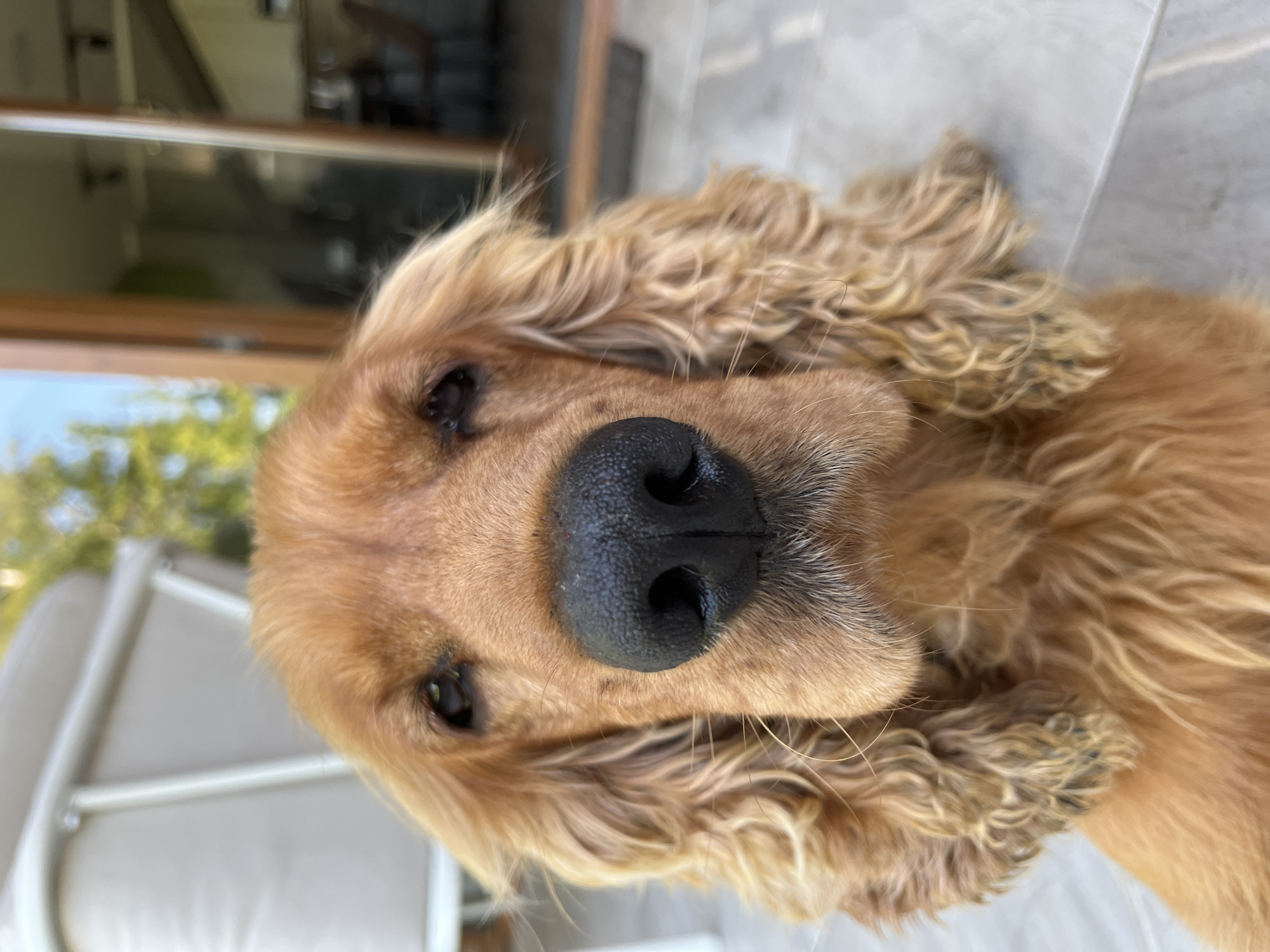 A close-up, eye-level, vertical, medium shot captures the face of a golden-colored cocker spaniel dog sitting on a tiled patio. The dog's head is angled slightly upwards, and its gaze is directed forward. Its large, dark nose is prominent and slightly wet. The dog has long, wavy, golden-brown fur that frames its face and covers its ears. Its eyes are dark and appear to be looking directly at the camera. The background is blurred, with hints of outdoor furniture, a wooden door, and greenery, suggesting a residential patio area in Ureki, Georgia. The lighting is natural and diffused, casting soft shadows on the dog's face.