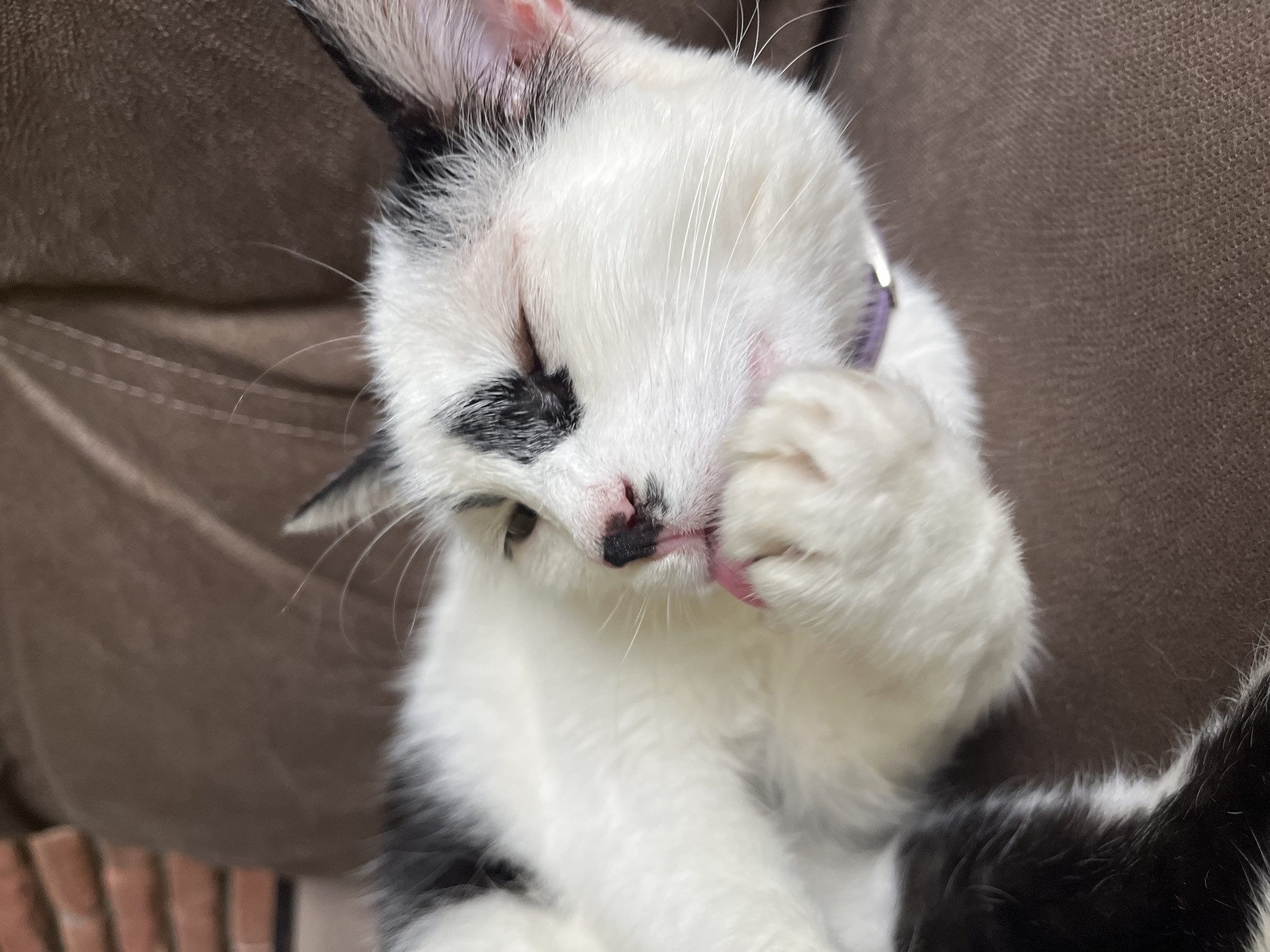 A black and white cat is lying on a brown upholstered surface, grooming its paw with its tongue. The cat has black markings around its left eye and ear. Its eyes are closed, and its pink tongue is visible. A purple collar is around its neck. The background appears to be a sofa in a domestic setting. No specific landmarks or elements of Ureki, Georgia, are identifiable in the image.