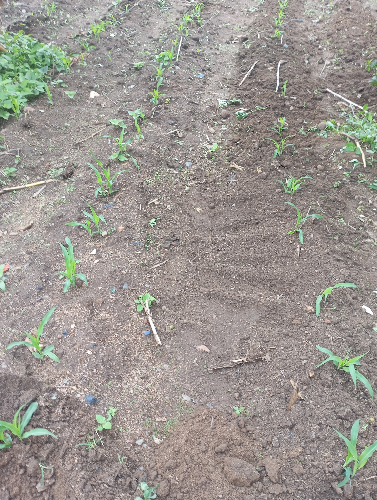The image depicts a close-up, ground-level view of a cultivated field in New Stadium, Nigeria. Rows of young green corn stalks are visible, planted in dark soil with scattered pebbles and dried plant matter. The plants appear to be in their early stages of growth, with some reaching a height of several inches. The scene is rural and suggests agricultural activity. There are no people or animals visible in the image.