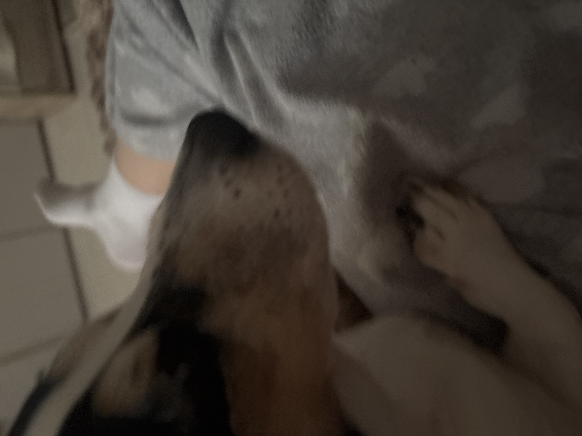 The image is a close-up, blurry shot of a dog lying on a person's lap. The dog's head is in the foreground, with its snout and part of its face visible. The person's legs, covered in grey sweatpants and white socks, are in the background, along with a hint of what appears to be a bed or couch. The scene appears to be indoors. There is no information or visual cues in the image to suggest a specific location within Vsevolozhsk, Russia.