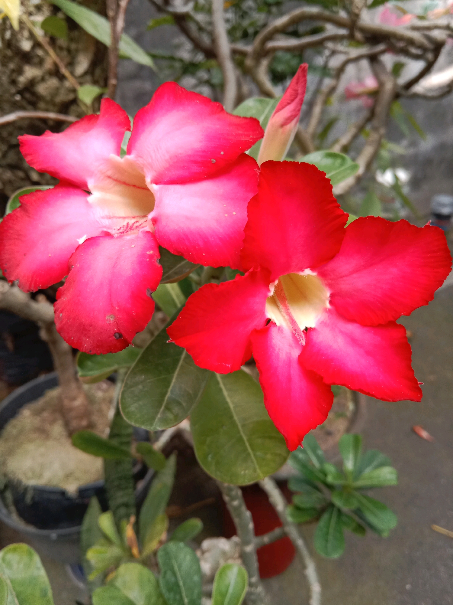 This is a close-up, eye-level, vertical shot of two vibrant red and pink desert rose flowers in bloom. The flower on the left exhibits a gradient from deep pink at the edges to a pale pink and white center, while the flower on the right is a more uniform bright red with a pale yellow center. Both flowers have five ruffled petals. A single, tightly furled pink bud is visible to the right of the left flower. The flowers are part of a plant with thick, greyish stems and dark green, leathery leaves. In the background, a textured grey concrete surface is visible, along with the dark rim of a planter and some out-of-focus greenery. The scene suggests an outdoor setting, possibly a garden or a nursery, in a warm climate, consistent with a location in Mengwi, Indonesia.