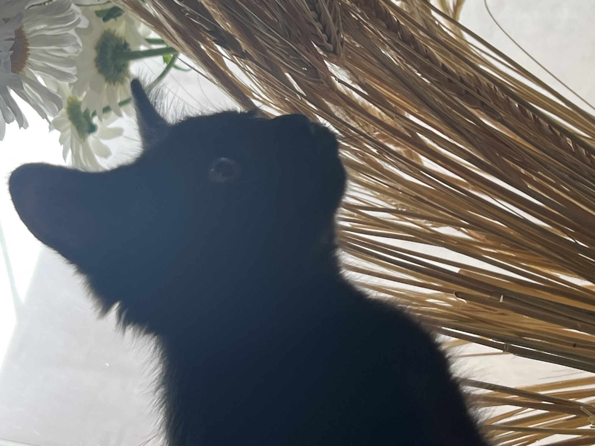 A black cat is partially silhouetted against a bright background, likely a window. The cat is positioned on the left side of the frame, with its head turned to the right, looking out of the frame. Its fur is dark and appears fluffy. In the foreground, to the right of the cat, is a bundle of dried wheat stalks, some of which are sharp and pointed. Behind the cat and the wheat stalks, out of focus, are several white daisy-like flowers with yellow centers. The lighting suggests it is daytime. The location in the city of Yuzhnyi, Russia is not discernible from the image.