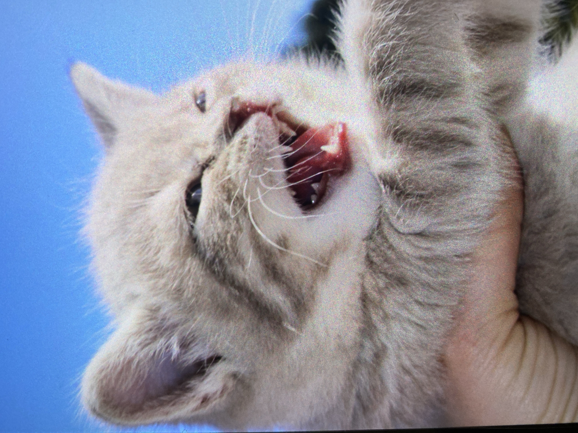A close-up photograph depicts a pale, gray-striped kitten being held upside down, revealing its open mouth with visible teeth and tongue. The background is a blurred blue. The kitten's fur is soft and fluffy. The context of the image does not provide any information related to Saint Petersburg, Russia.