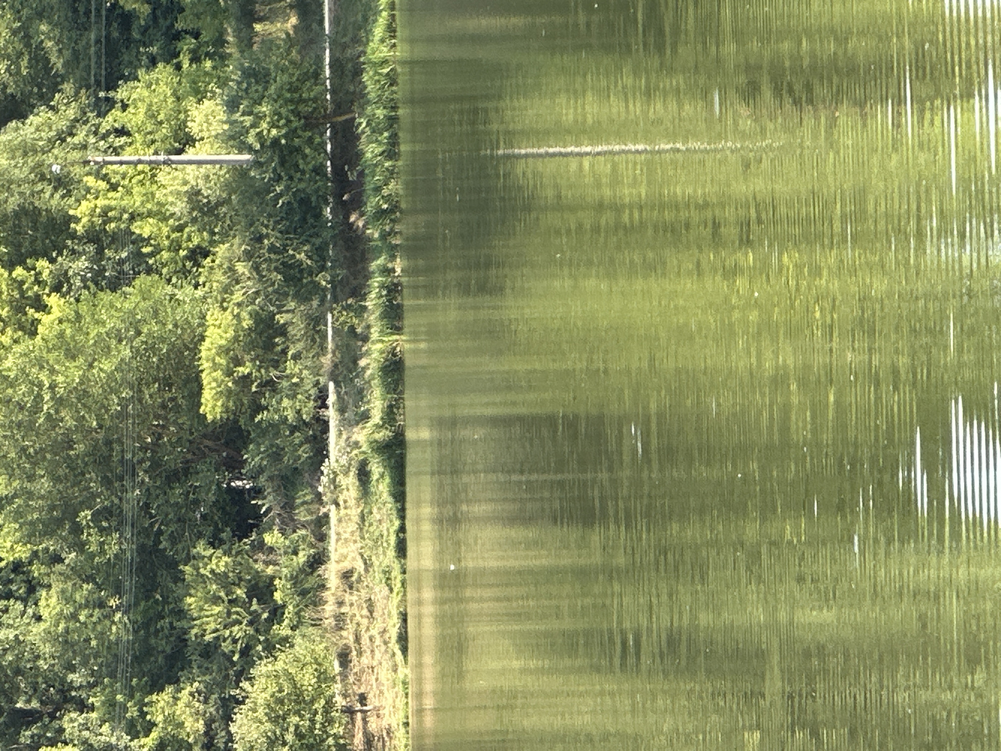 The image depicts a body of water with reflections of trees and a utility pole. The water surface exhibits rippling patterns, indicating movement. Along the bank, there is vegetation and a pathway. In the background, a dense line of trees forms a natural backdrop. A single utility pole with a light fixture is visible, rising above the trees on the right side of the frame. The lighting suggests it is daytime with sunlight. The scene appears to be in an outdoor, natural environment, likely a park or a lakeside area within the city of Makiv, Ukraine. There are no identifiable people or specific actions taking place.