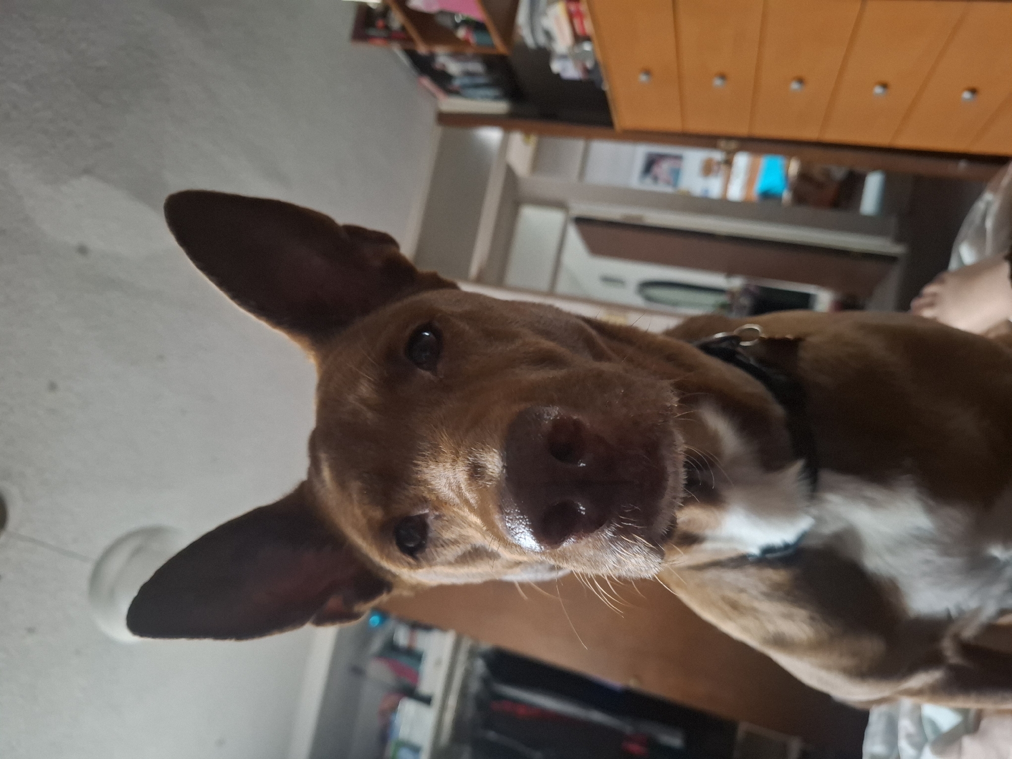 A close-up photograph shows a brown and white dog with erect ears indoors. The dog's head is positioned close to the camera, and its wet nose is prominently featured. The dog wears a black collar. The background reveals a dresser, a bookshelf, and a glimpse into what appears to be another room or hallway.