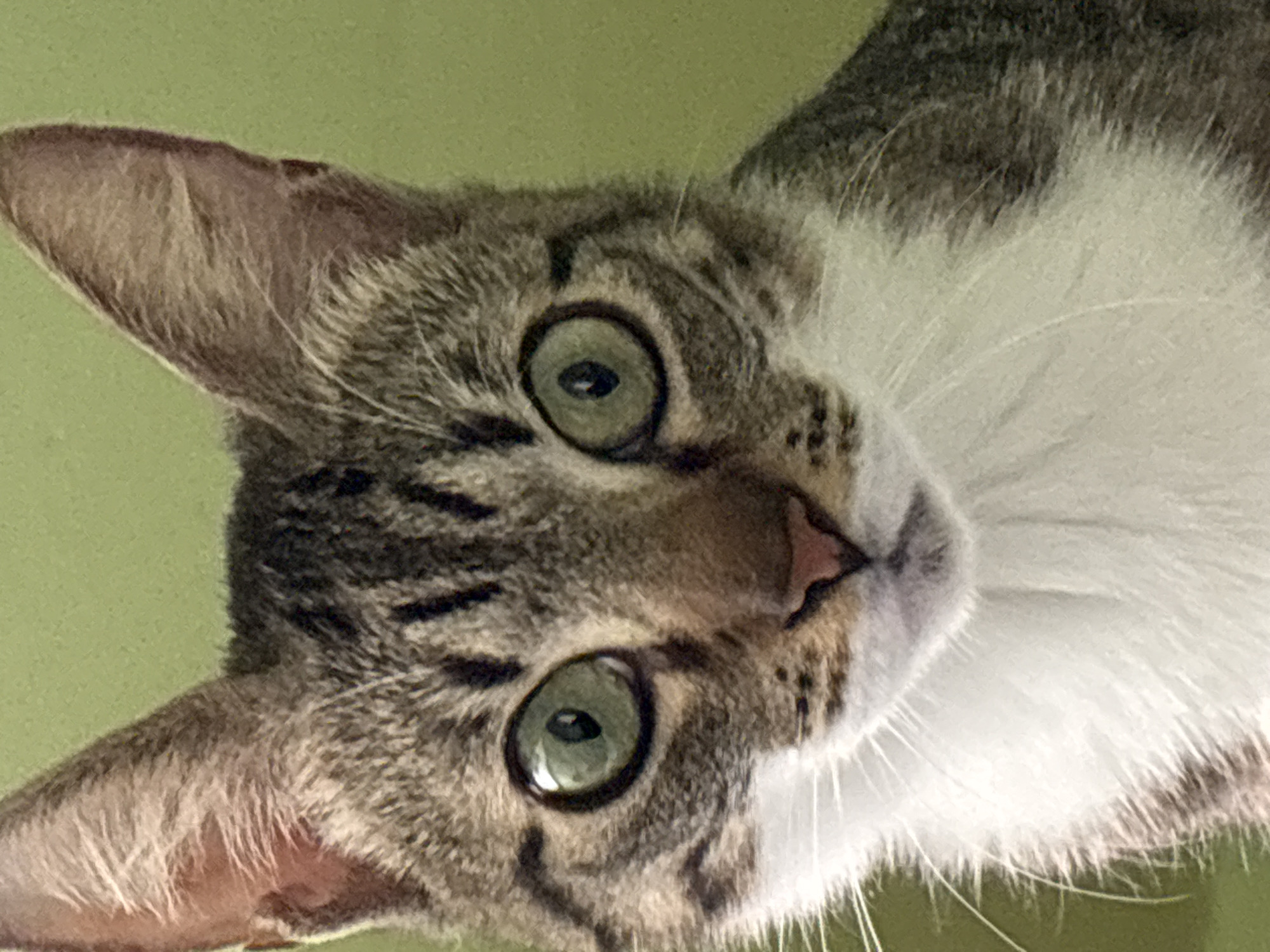 The image is a close-up, low-angle shot of a tabby cat's face against a plain, light green background. The cat is looking directly at the camera with large, round, green eyes. Its fur is a mix of grey, brown, and black stripes, with a prominent white patch on its chest and chin. The cat's ears are visible, one slightly more so than the other. The whiskers are long and white. The lighting suggests it's indoors during the daytime. The image is a portrait of the cat, capturing its curious and direct gaze. There is no visible text.