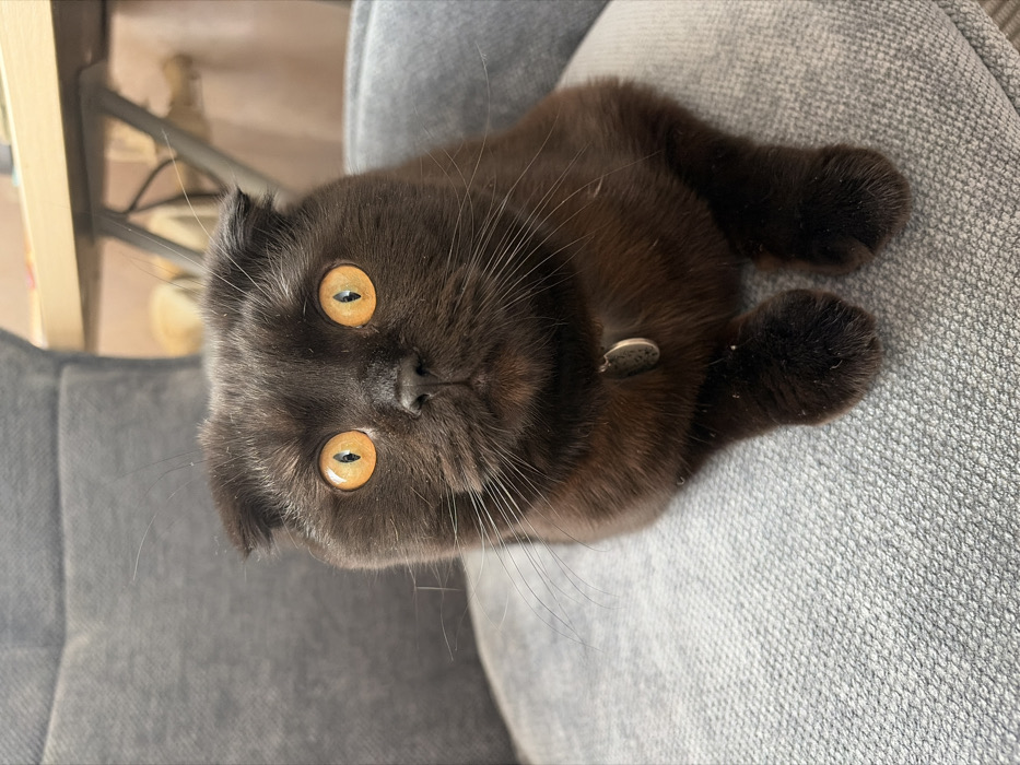 A dark brown Scottish Fold cat is centrally positioned, facing directly towards the viewer. The animal displays characteristic folded ears and large, round, luminous amber-orange eyes with vertically constricted pupils, indicative of direct light reflection. Its fur is uniformly dark, and a circular, silver-colored identification tag is visible on a collar around its neck. The cat's front paws are tucked beneath its body. It rests on a grey, textured fabric surface, consistent with an upholstered chair or sofa. The background consists of additional blurred grey upholstery and, in the upper right quadrant, a partial view of a light-colored wooden surface with metallic supports, suggesting an interior domestic environment. The precise location within the city of Chaikovsky, Russia, cannot be determined from the visual information provided.