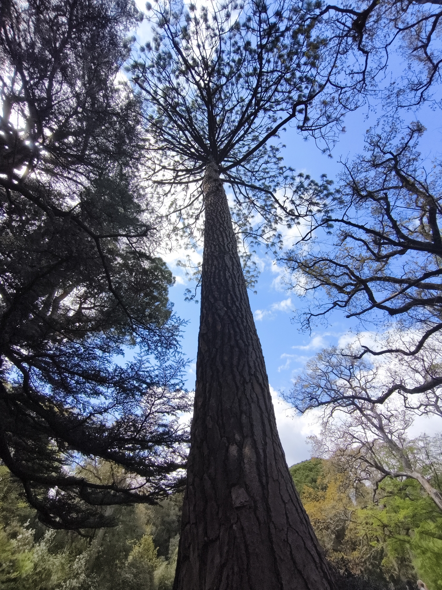 The image depicts a low-angle shot of a tall tree with a thick, textured bark, reaching upwards towards a partly cloudy sky. The tree's canopy is visible at the top of the frame, silhouetted against the sky. Surrounding this central tree are other trees with bare branches and varying foliage. The location is the city of Алупкинский городской совет, Ukraine. The overall impression is of a forest or park setting.