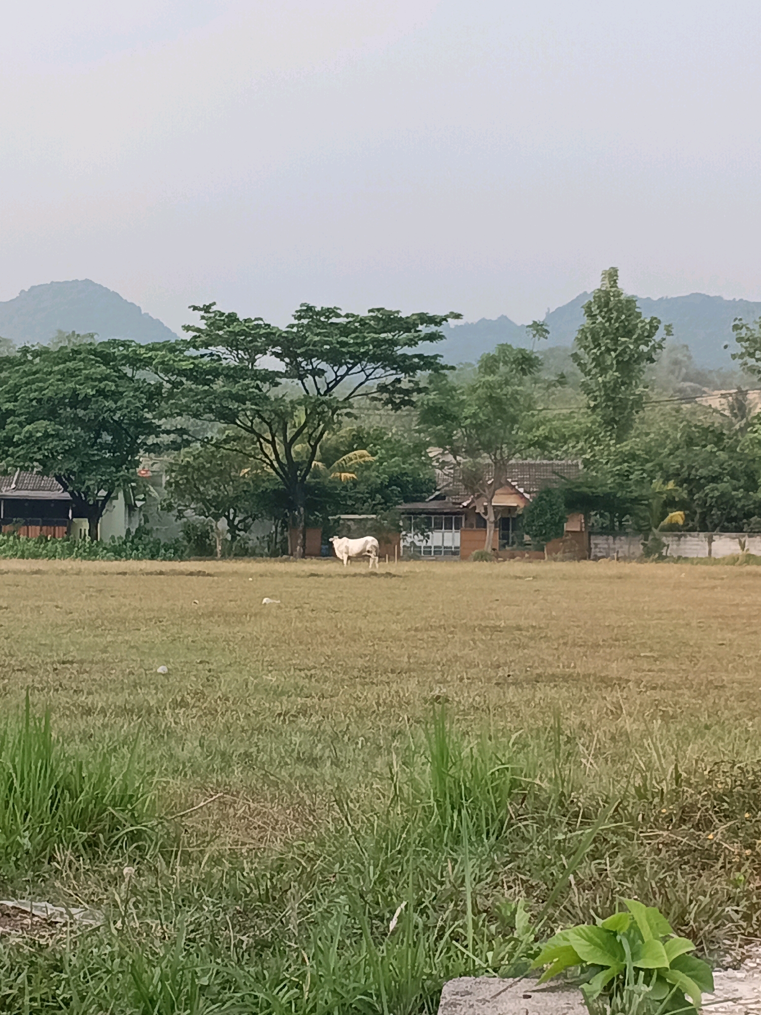 The image depicts an outdoor scene, likely in Klapanunggal, Indonesia, on an overcast day. In the mid-ground, a white cow stands in a dry, grassy field. Behind the cow, a cluster of trees with lush green foliage dominates the landscape. A residential building with a tiled roof and visible windows is nestled among the trees to the left. Further in the background, rolling hills are visible under a hazy sky. The foreground consists of more grass, with some taller, greener blades on the left side. The overall impression is of a rural or semi-rural environment.