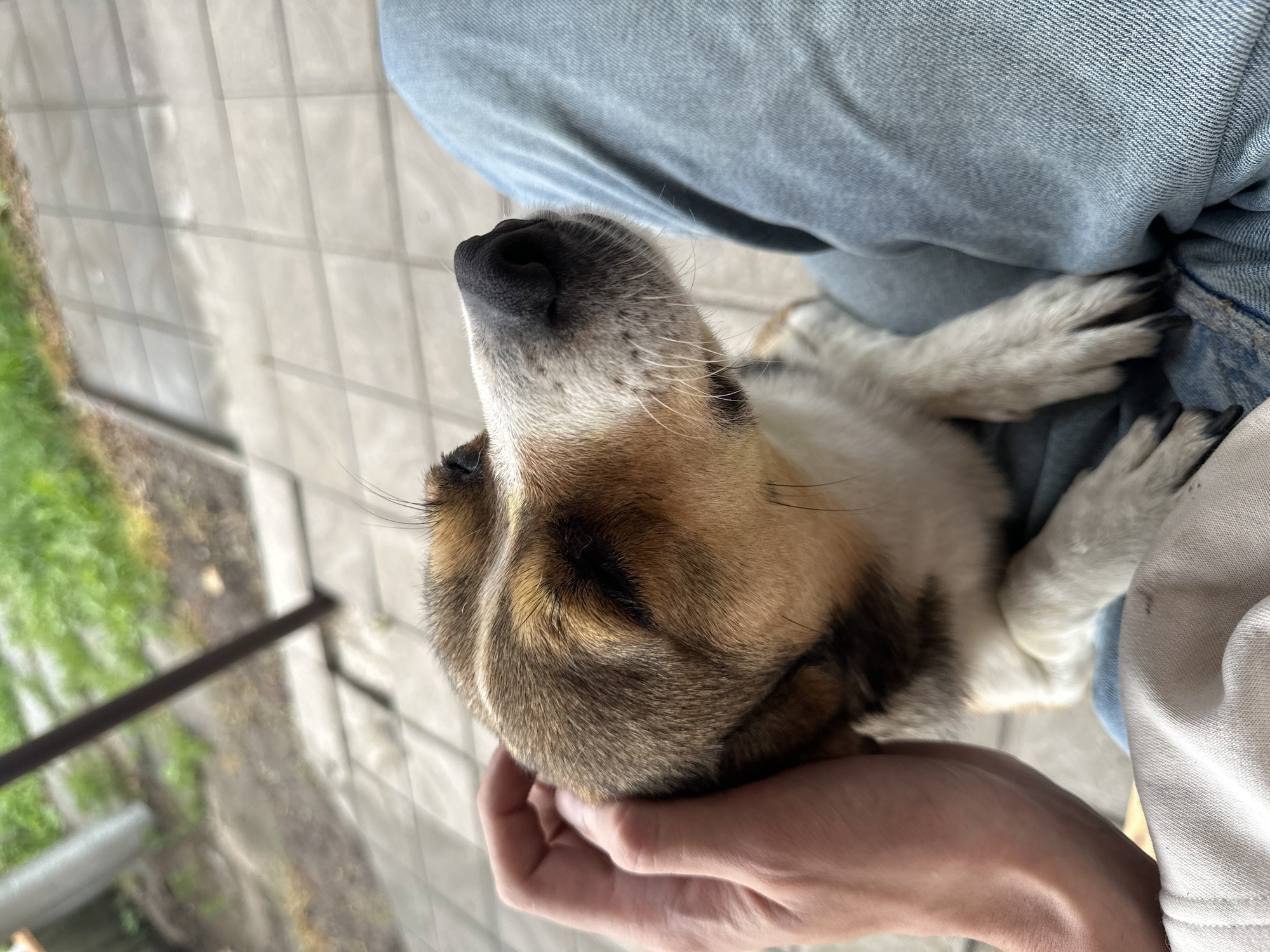 A close-up, eye-level shot shows a tan and white dog being petted on the head by a person's left hand. The dog is sitting on the person's lap, wearing blue denim jeans. The dog's head is turned to the right, with its nose in the foreground. The background is blurred, showing a paved area and greenery, suggesting an outdoor setting. The scene appears to be in Makiv, Ukraine.