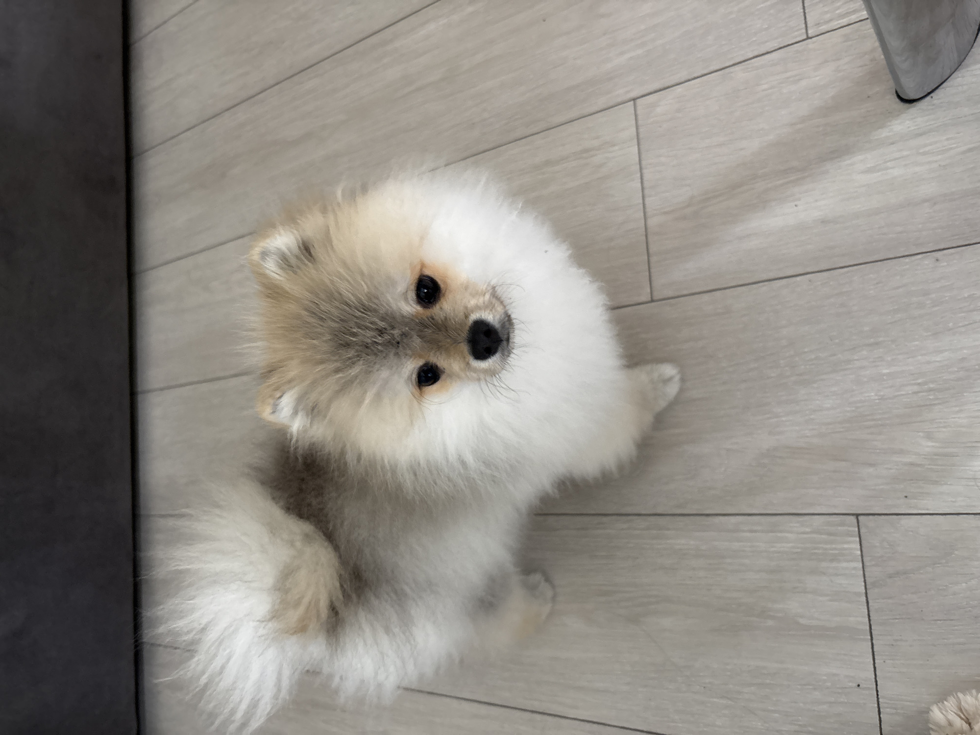 A small, cream and gray Pomeranian dog sits on a light gray wood-look laminate floor. The dog is facing the camera with its head tilted slightly upwards. To the left of the dog is a dark gray object, potentially a sofa or other furniture. The background is out of focus, but the floor appears to be clean and well-maintained. There are no visible indications of the location being in Plovdiv, Bulgaria.