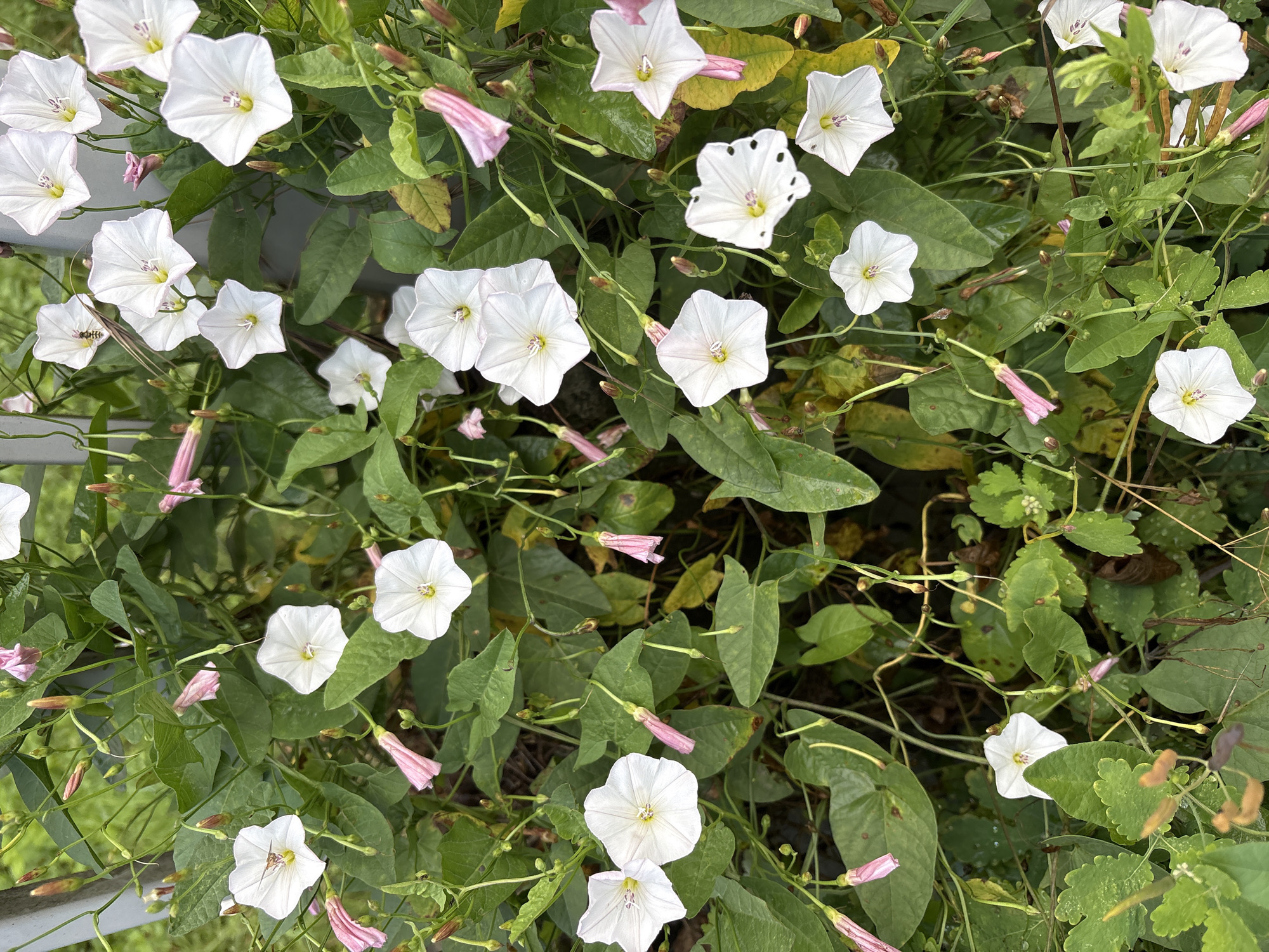 The image shows a dense cluster of white, trumpet-shaped flowers and green leaves, with some pink buds visible. The flowers appear to be a species of bindweed, possibly *Convolvulus arvensis* or a similar variety. They are growing on vines, some of which are supported by a metal post or railing that runs vertically through the upper left portion of the image. The background consists of more greenery and some out-of-focus elements, suggesting an outdoor setting. The lighting suggests it is daytime, with some shadows indicating overcast conditions or dappled sunlight. There are no people or animals directly visible in the image. The overall impression is of a natural, overgrown area within a garden or park.
This scene could be located in various green spaces within Krakow, Poland, such as the Planty Park that encircles the Old Town, the Botanical Garden of Jagiellonian University, or any of the city's numerous parks and green areas like Park Jordana or Las Wolski. The presence of the metal support suggests an urban or semi-urban environment where plants might be intentionally cultivated or managed.