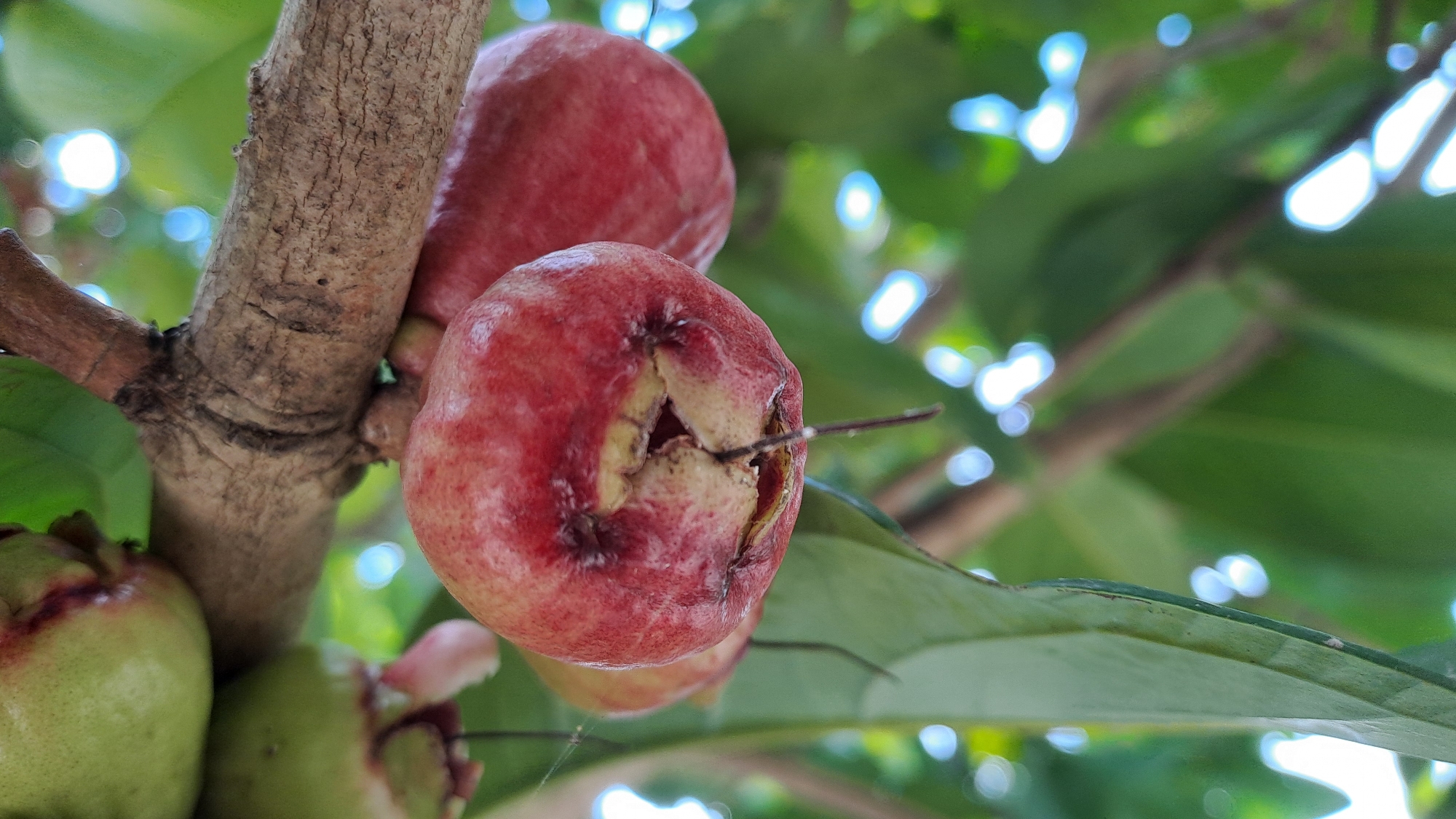 In Geulanggang Baro, Indonesia, a close-up, low-angle shot captures a cluster of red rose apples (Syzygium samarangense) hanging from a branch. The apples are ripe, with some showing slight blemishes. One apple in the foreground is split open, revealing its light-colored flesh. Green leaves are visible in the background, along with the bokeh effect of blurred sunlight filtering through the foliage. A thick, textured branch, likely part of the rose apple tree, is prominent in the upper half of the frame.