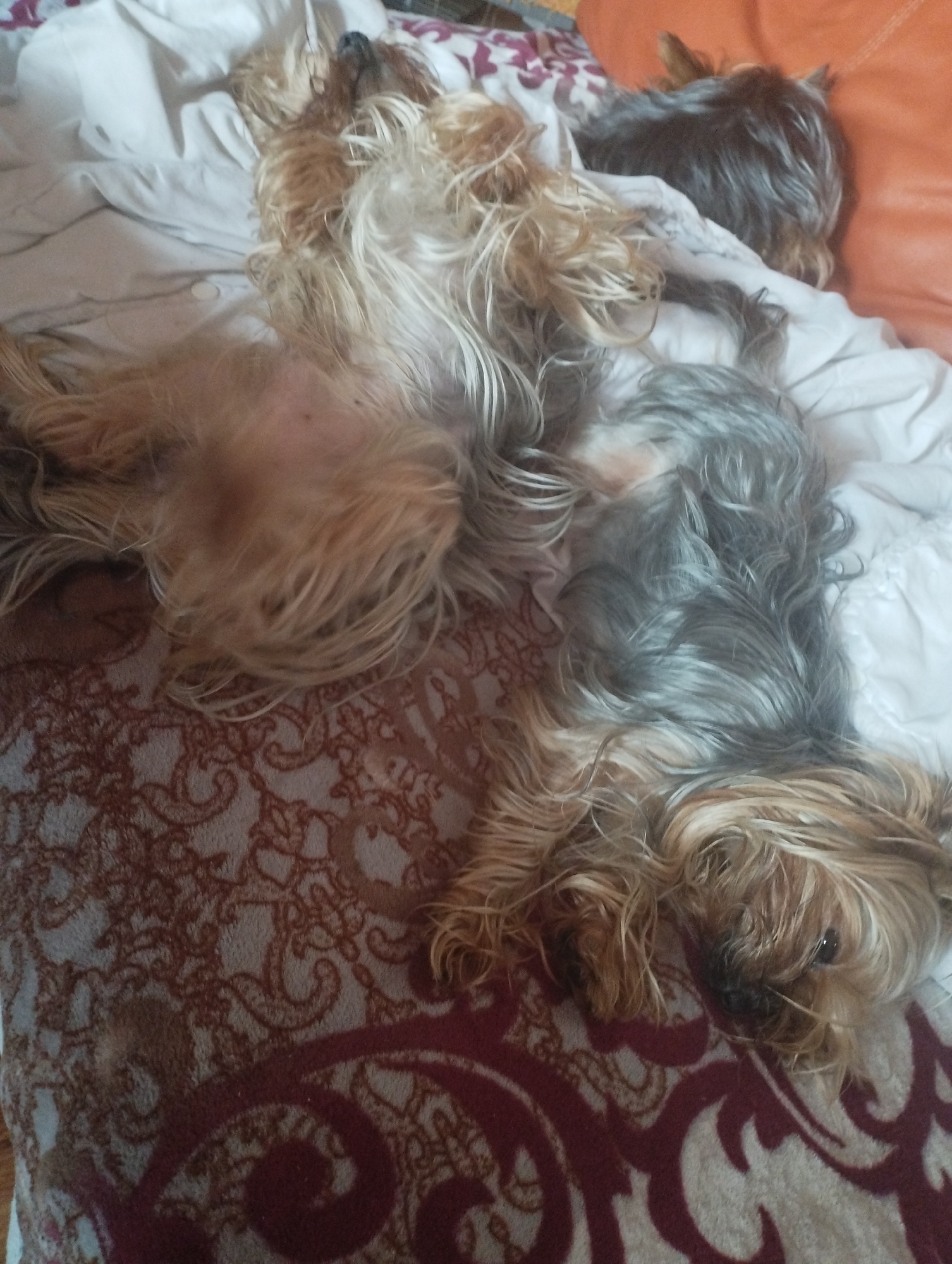 The image shows three Yorkshire Terrier dogs lying on a bed covered with bedding and a patterned blanket. One dog is lying on its back, exposing its stomach, another is lying sideways, and the third is partially visible in the background. The environment is indoors, likely a home. The location in Burgas, Bulgaria is not evident from the image.