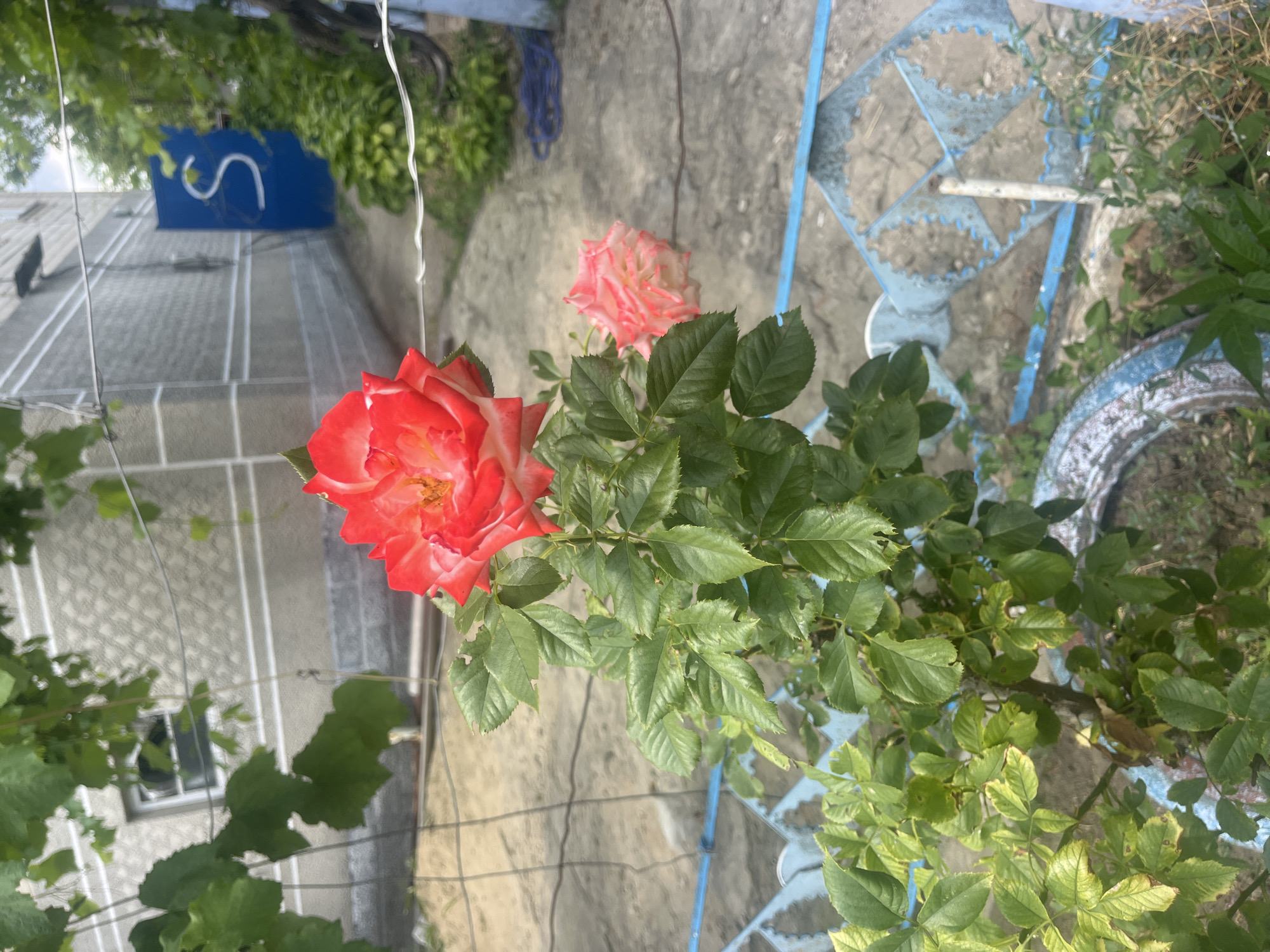 This image shows a close-up view of two roses in bloom, with one red and white rose prominently featured in the foreground and a lighter pink rose behind it. The roses are set against a backdrop of a stone pathway and a grey building with white trim. A blue sign with a white "S" is visible on the building. To the right, a blue metal fence with a decorative pattern is present, along with green foliage and some dried grass. The scene suggests an outdoor setting, likely a garden or courtyard, possibly in a residential area. The lighting and the presence of blooming roses imply a daytime scene, likely during warmer months. The image is oriented sideways, with the sky appearing at the bottom. No people are visible in the image.